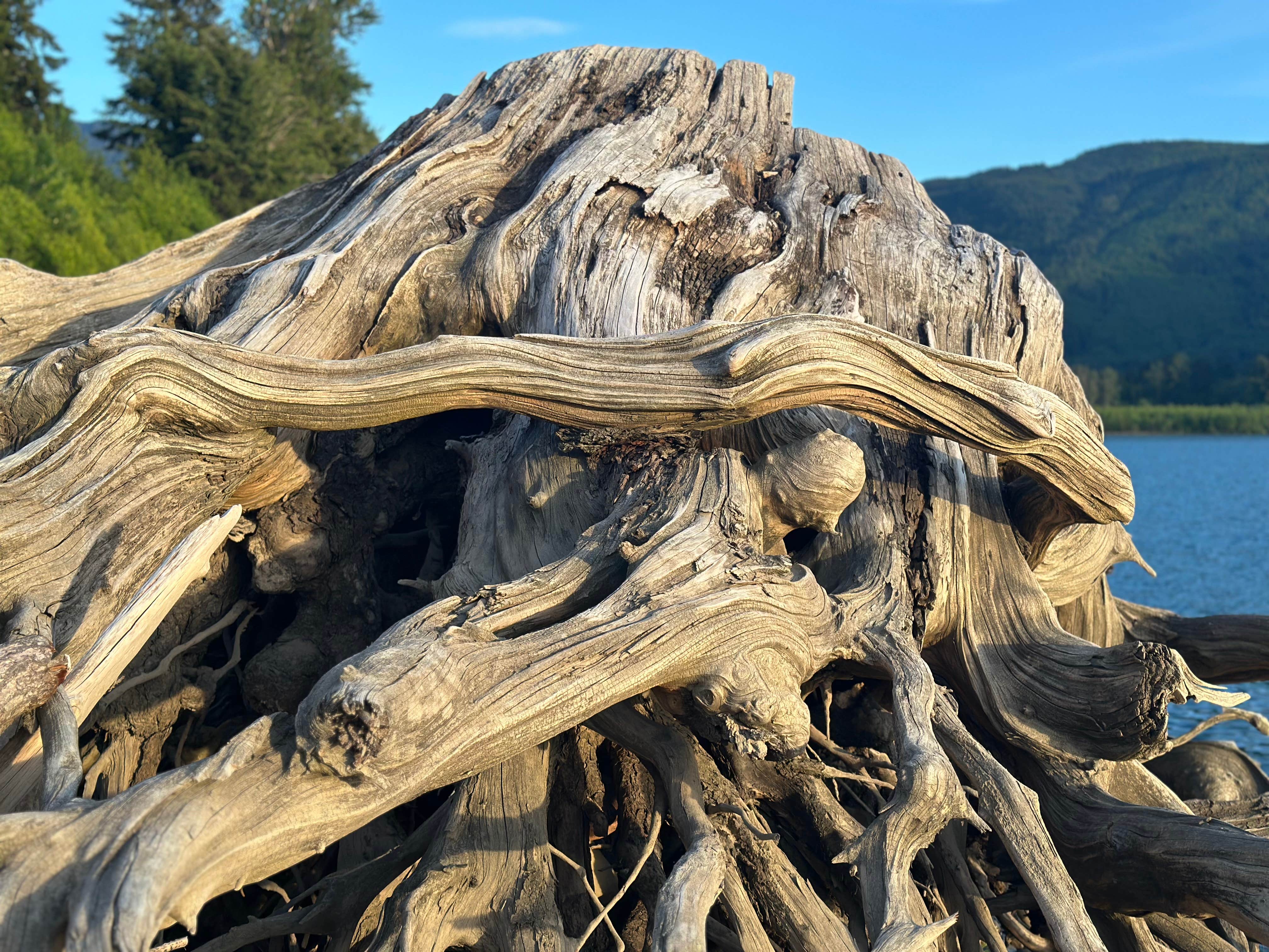 Camper-submitted photo at riffe lake near Glenoma, WA