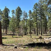 Review photo of Old Rim Road Dispersed Site by Monte W., June 17, 2024