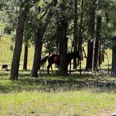 Review photo of Rim Road by Eric C., August 23, 2026