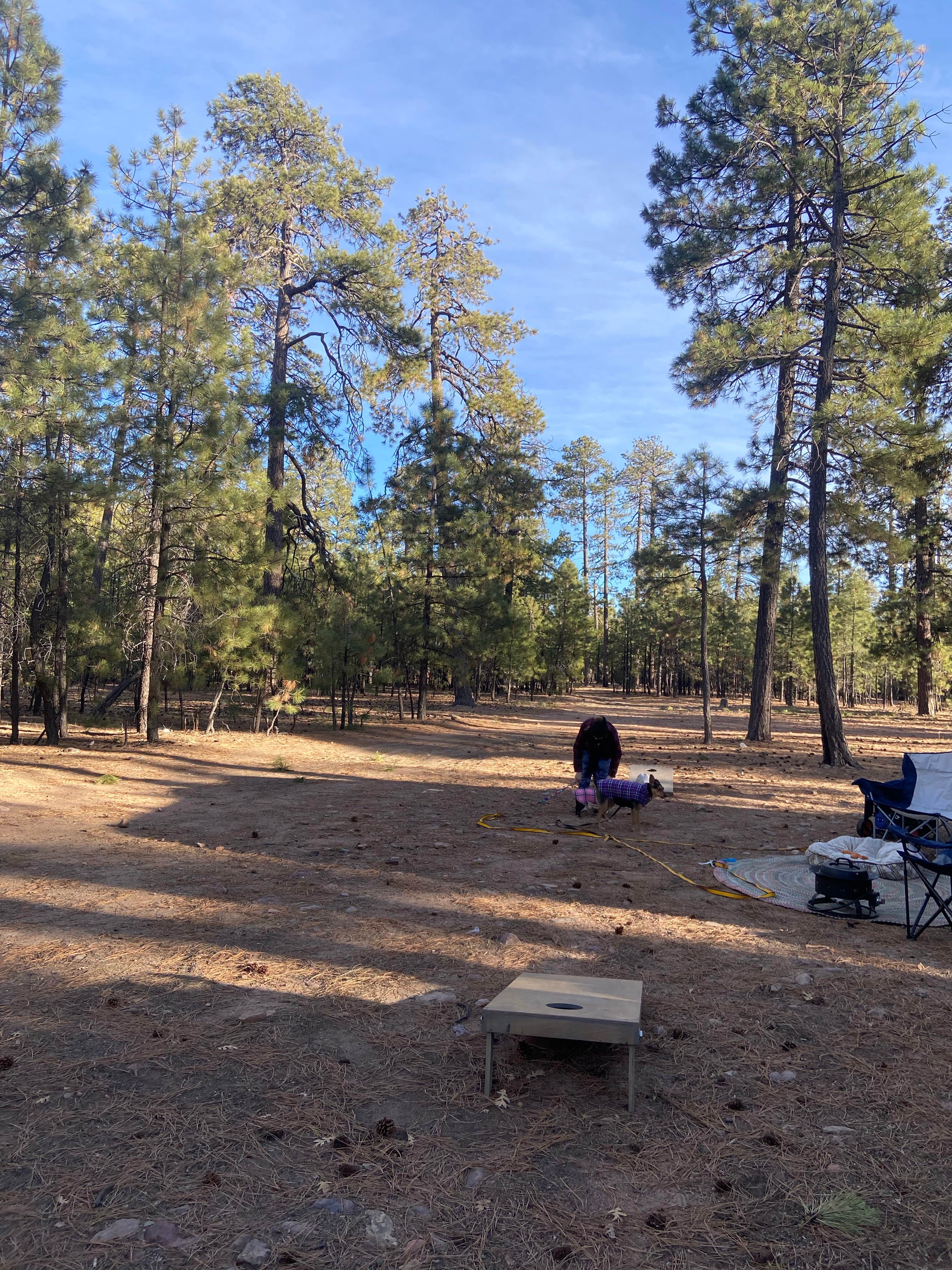 steven H.'s photo of a dispersed camping area at Rim Road near Young, AZ