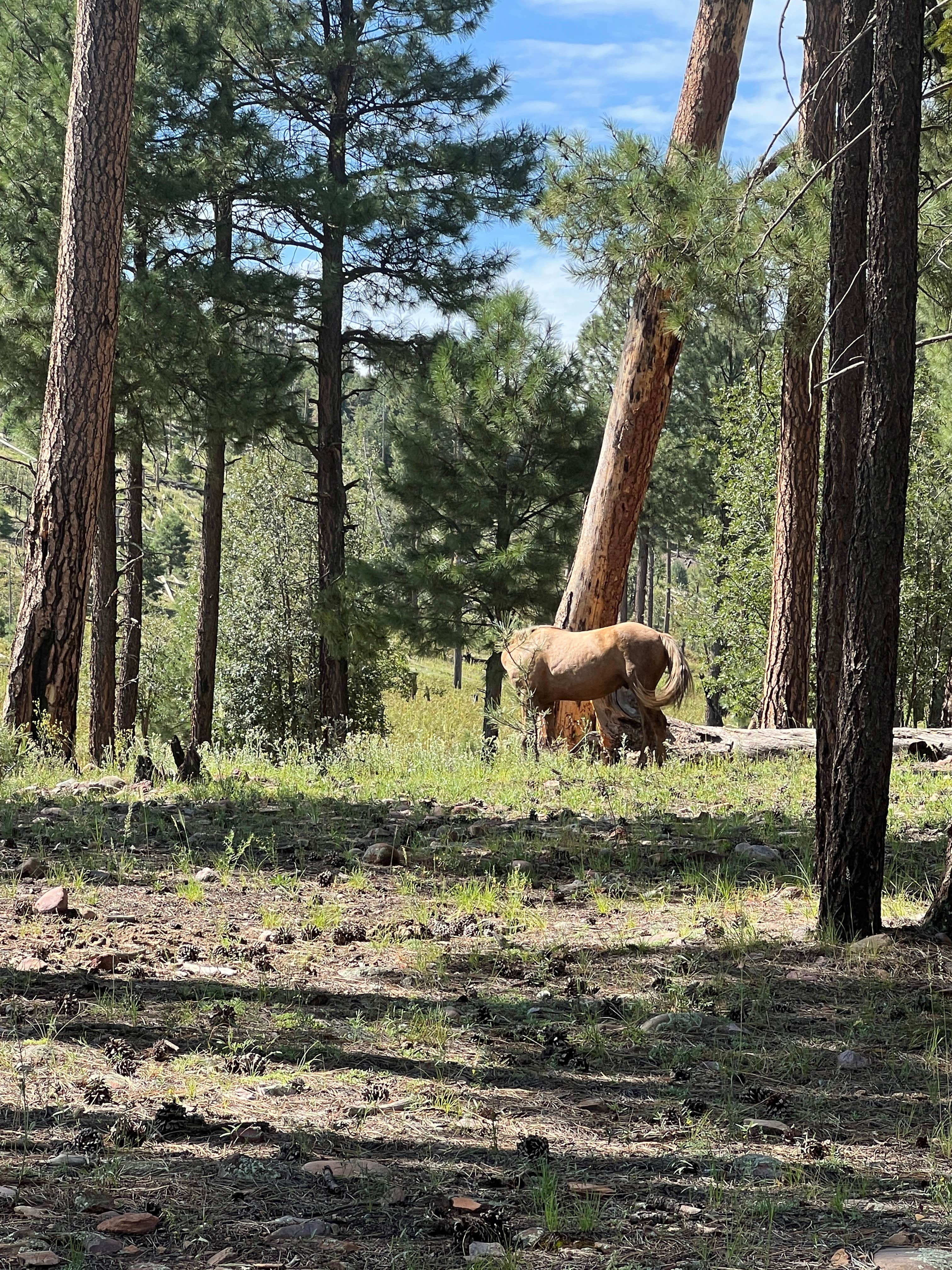 Camper-submitted photo at Rim Road near Forest Lakes, AZ