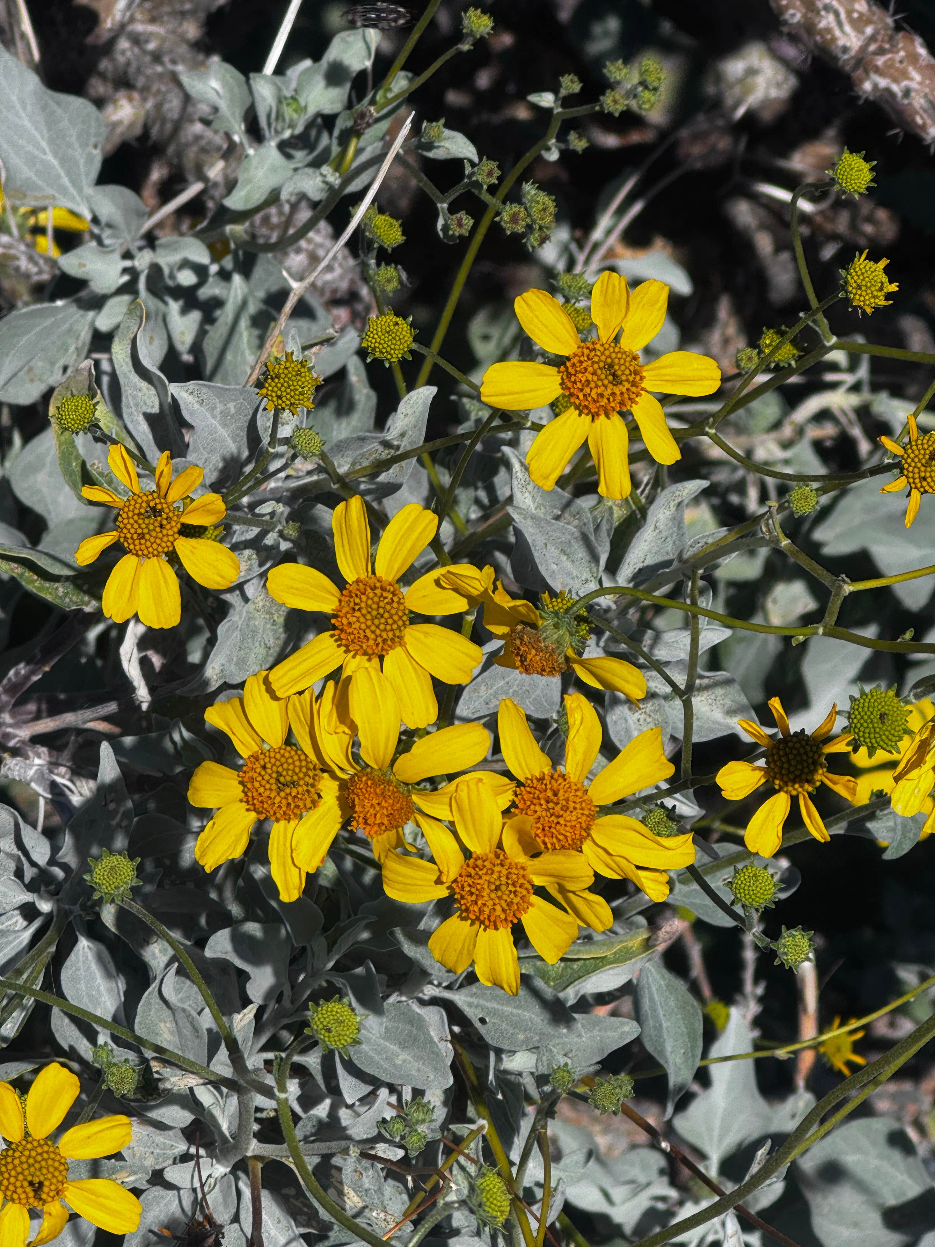 Camping near Casino Del Sol: Rincon Country West RV Resort, Tucson, Arizona