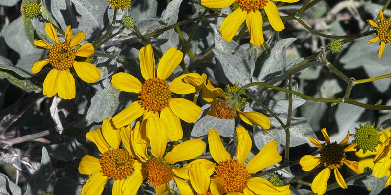 Camper submitted image from Rincon Country West RV Resort