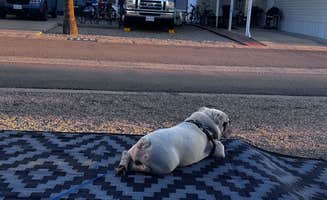 Angie S.'s photo of camping with pets at Rincon Country West RV Resort near Catalina, AZ