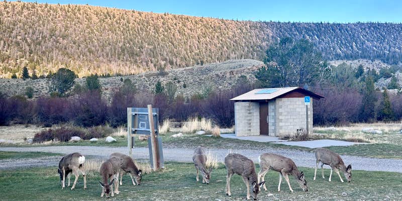 Camper submitted image from Ring Lake RV and Tent Site