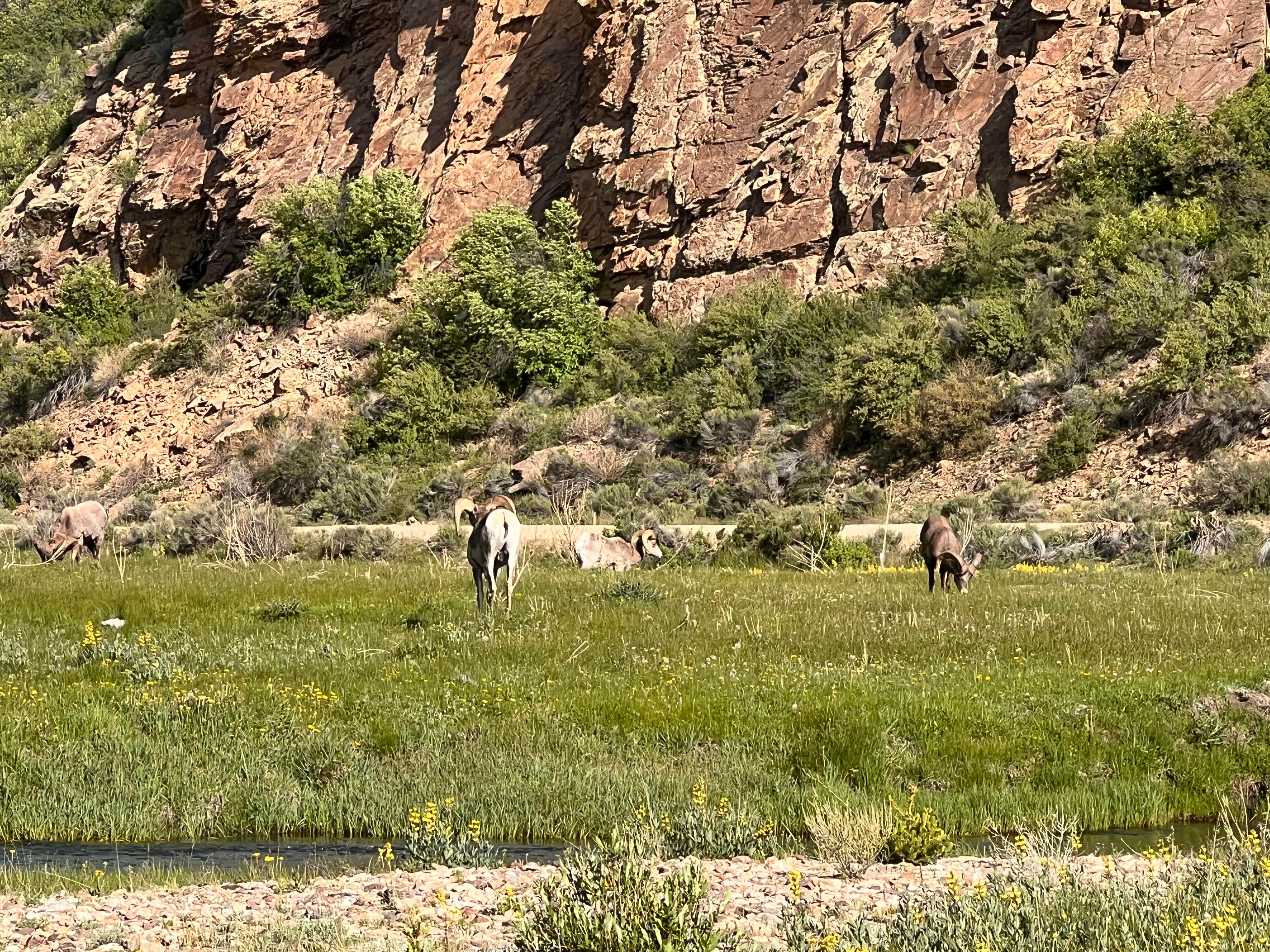 Camper-submitted photo at Rio Costilla Park near Arroyo Seco, NM