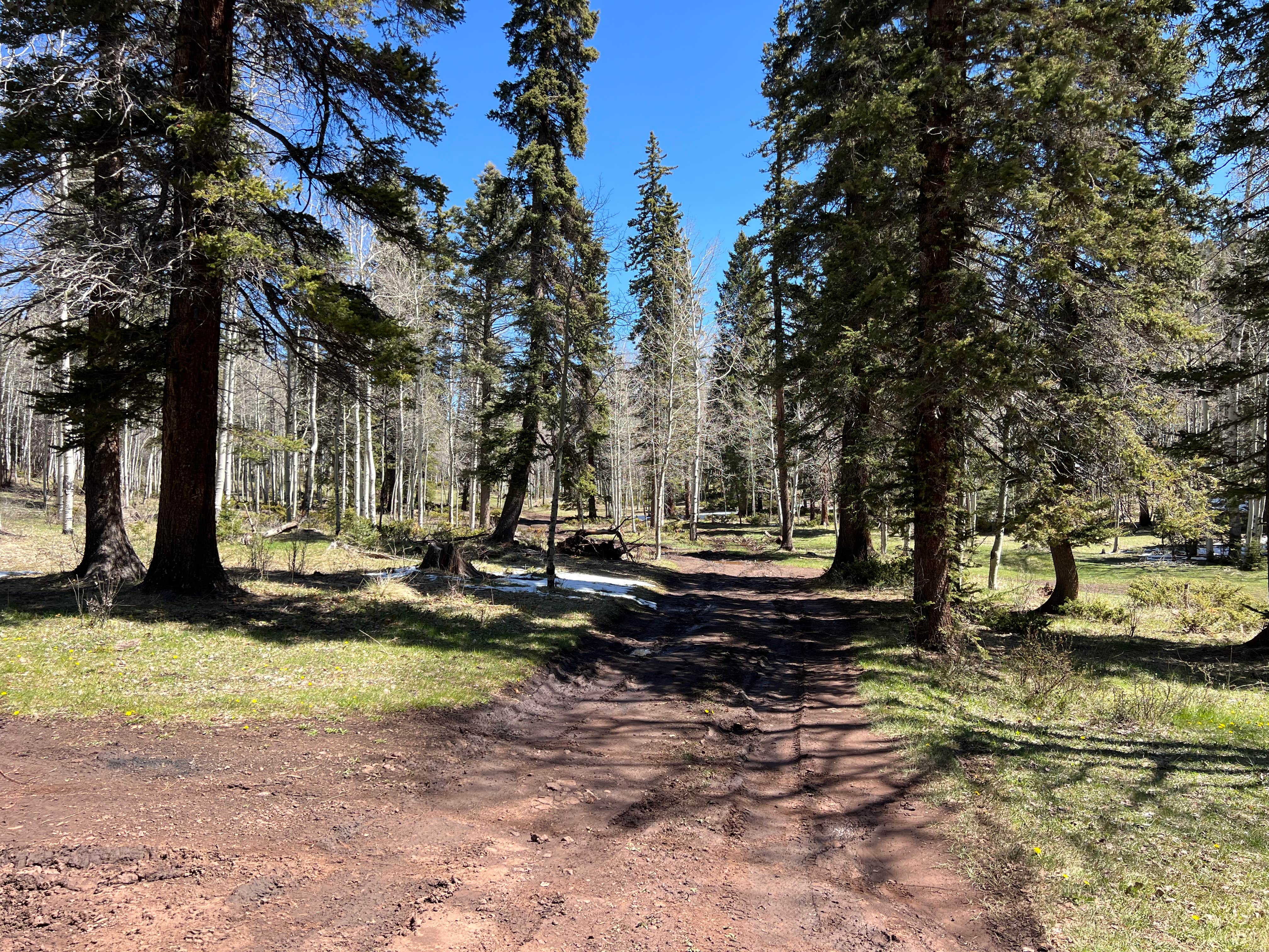 Camper submitted image from Rio Fernando de Taos - Forest Rd 5 - 4