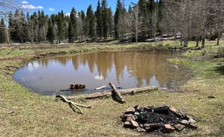 Meghan B.'s photo of a dispersed camping area at Rio Fernando de Taos - Forest Rd 5 near Taos Ski Valley, NM