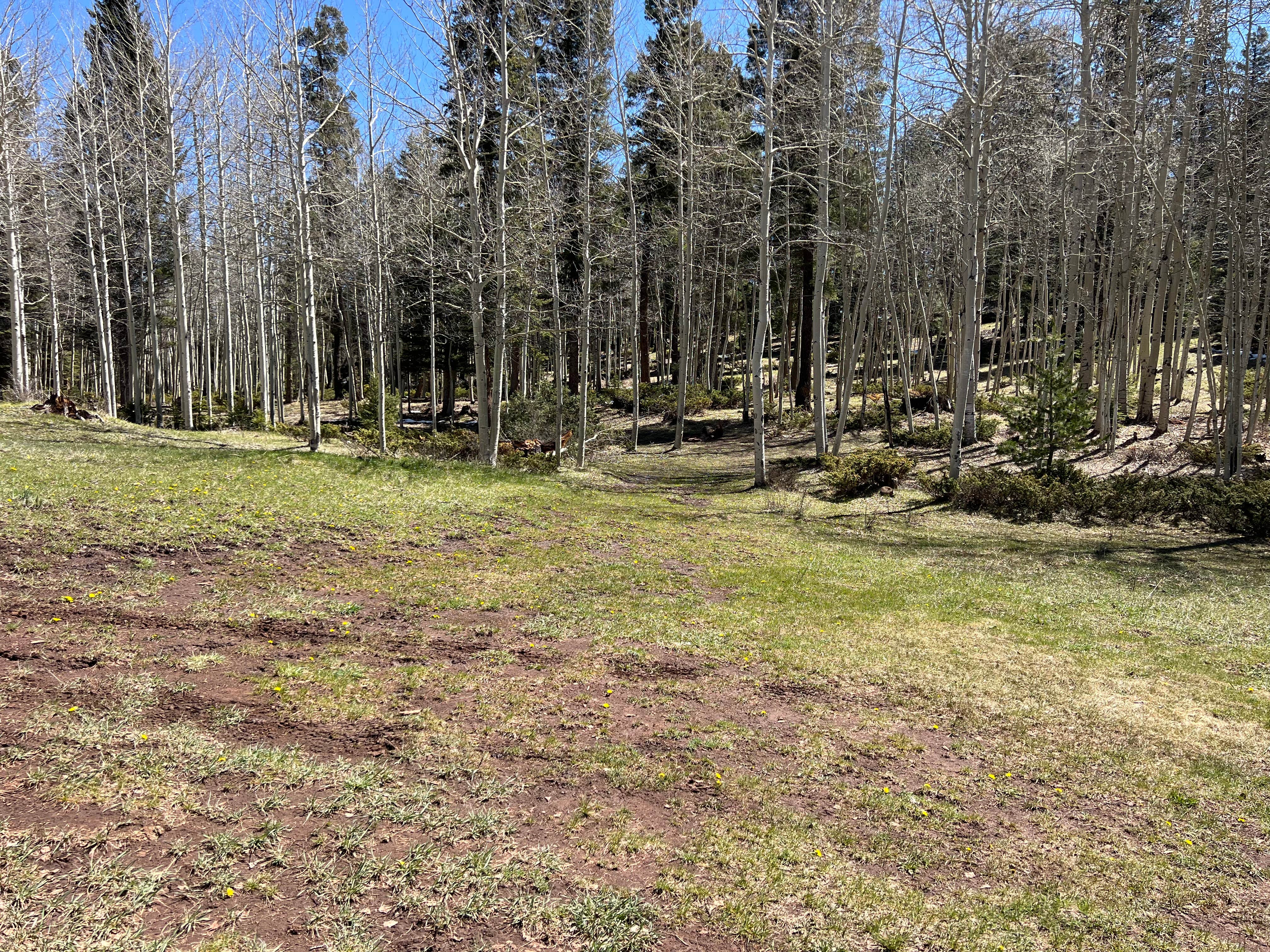 Camper submitted image from Rio Fernando de Taos - Forest Rd 5 - 1