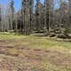 Rio Fernando de Taos - Forest Rd 5