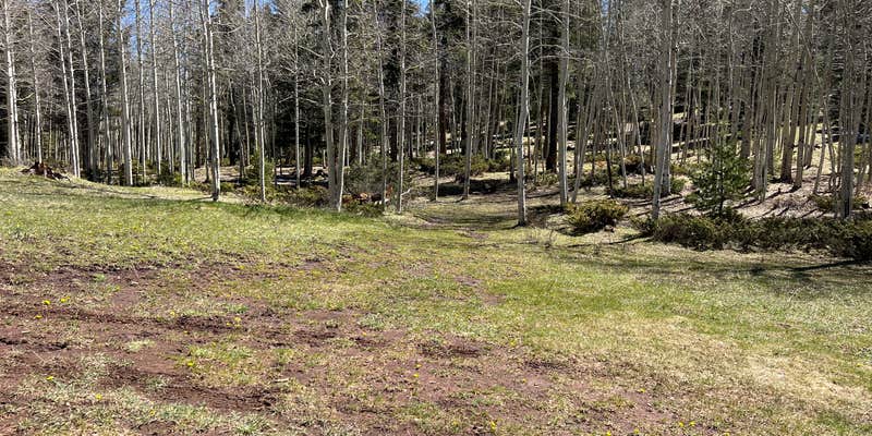 Camper submitted image from Rio Fernando de Taos - Forest Rd 5