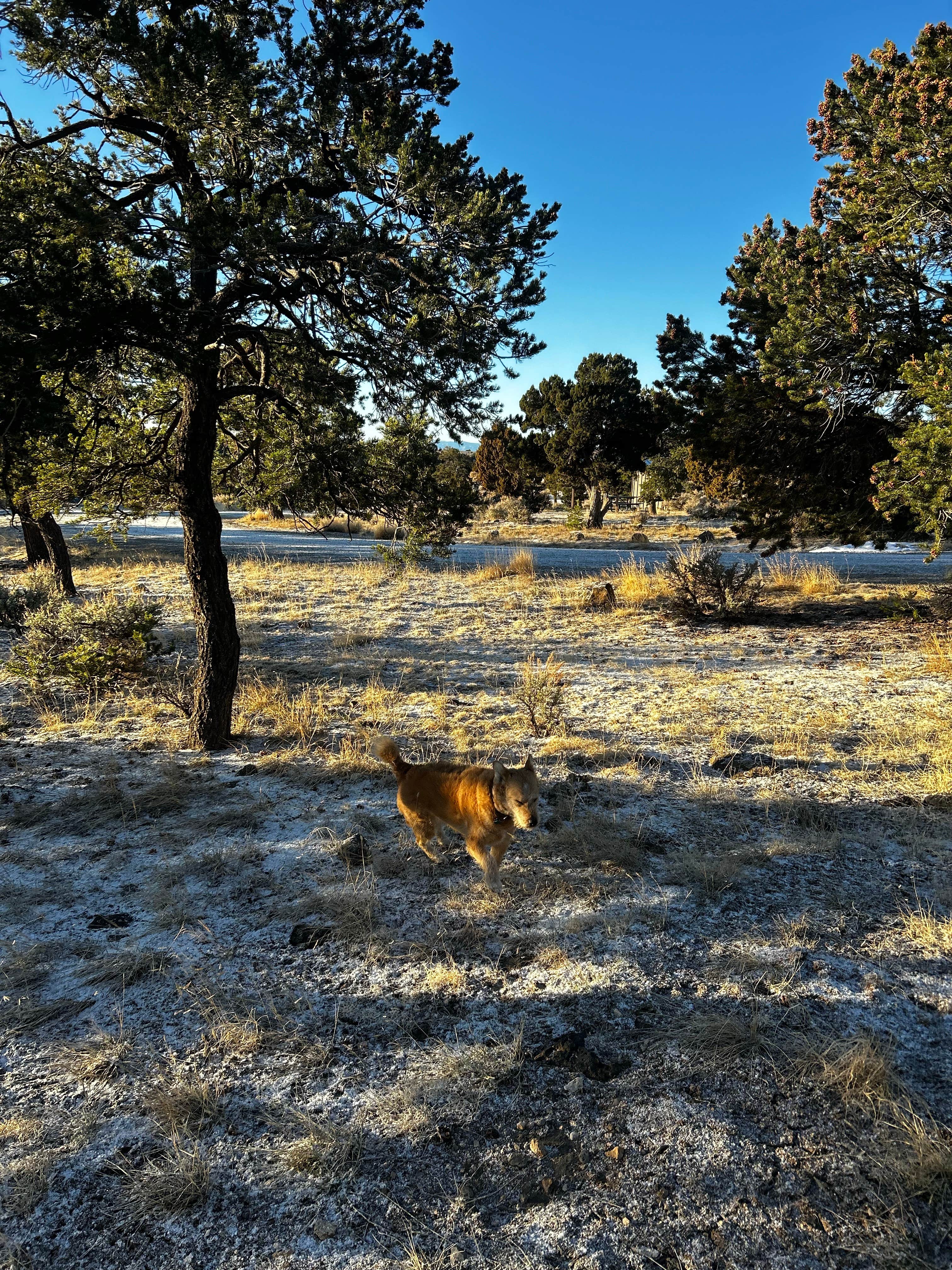 russell's photo of camping with pets at Rio Grande del Norte near Antonito, CO
