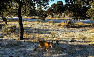 russell's photo of camping with pets at Rio Grande del Norte near Carson National Forest