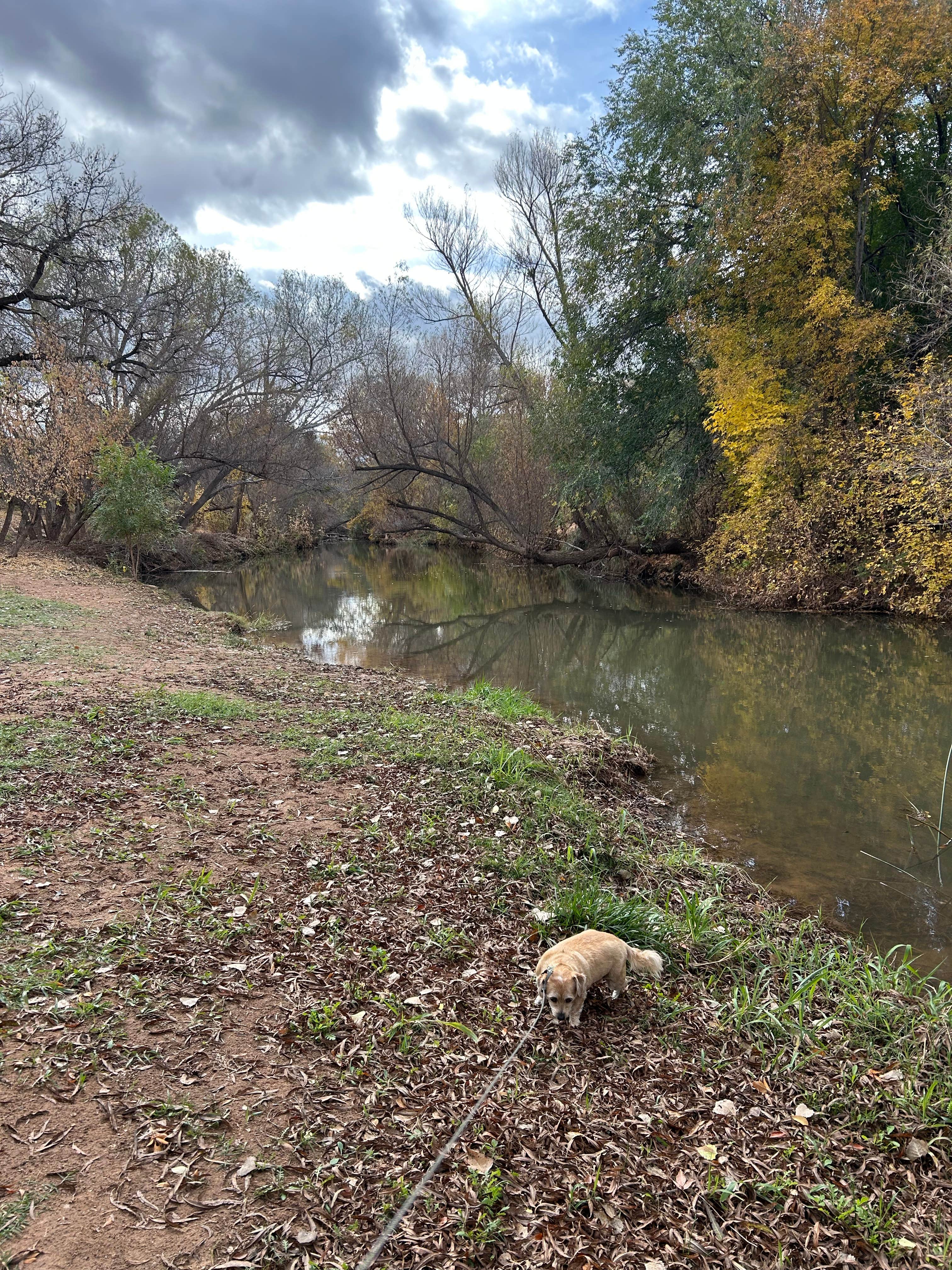 Debbie H.'s photo of camping with pets at Rio Verde RV Park near Cottonwood, AZ