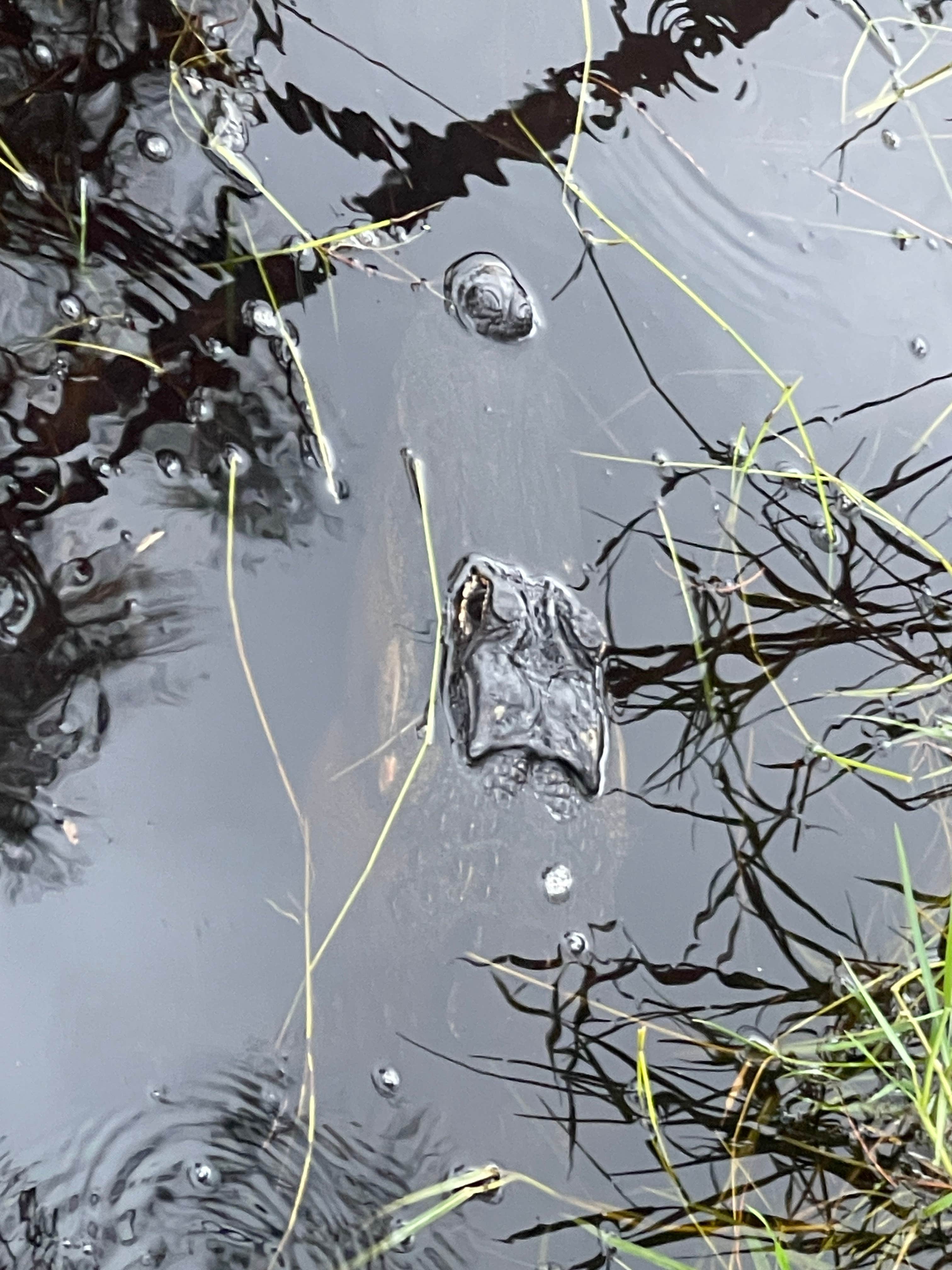 Camper-submitted photo at River Camground — Jonathan Dickinson State Park near Boca Raton, FL