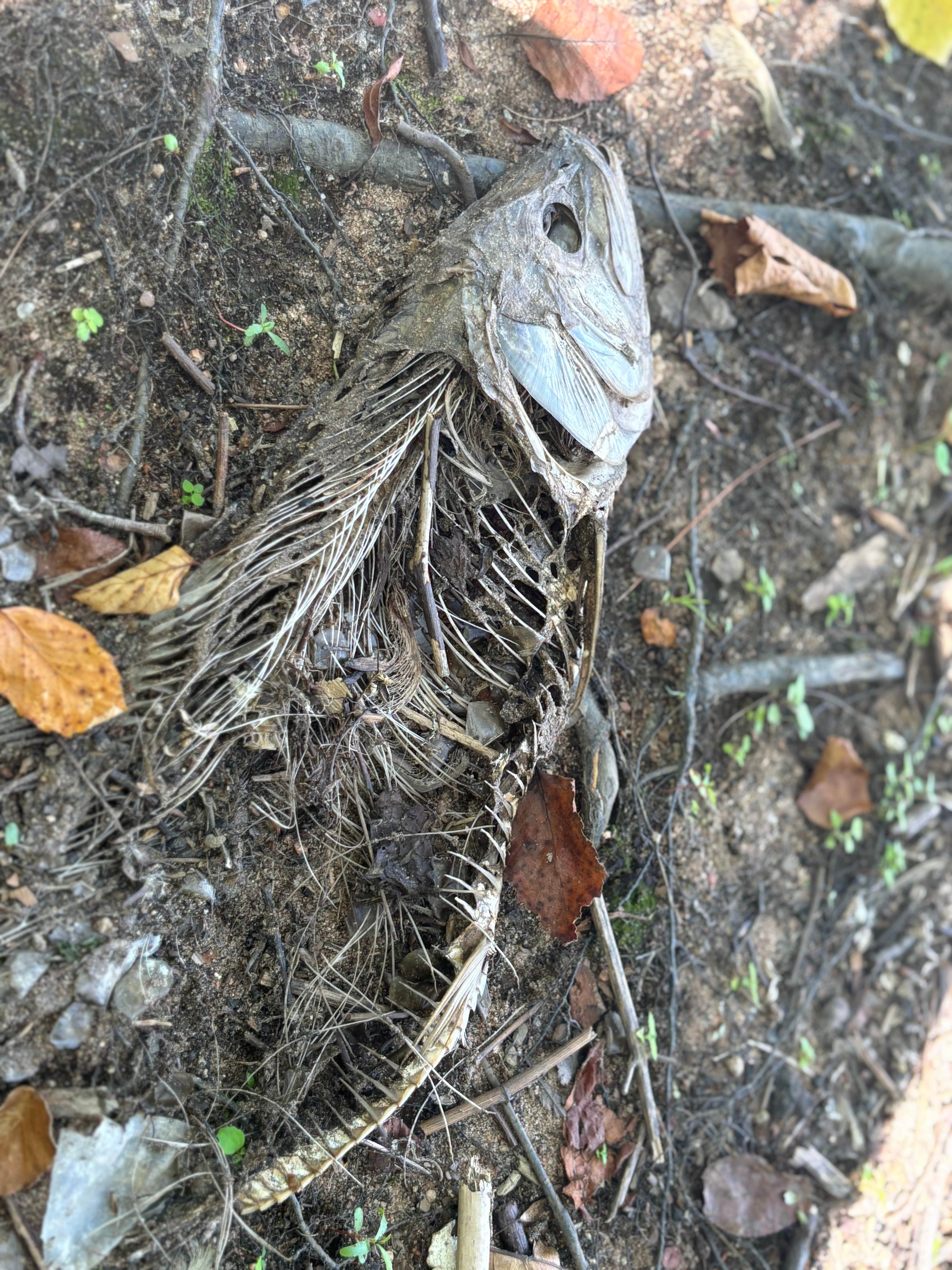 Camper-submitted photo at River Highlands State Park River Campground near Farmington, CT