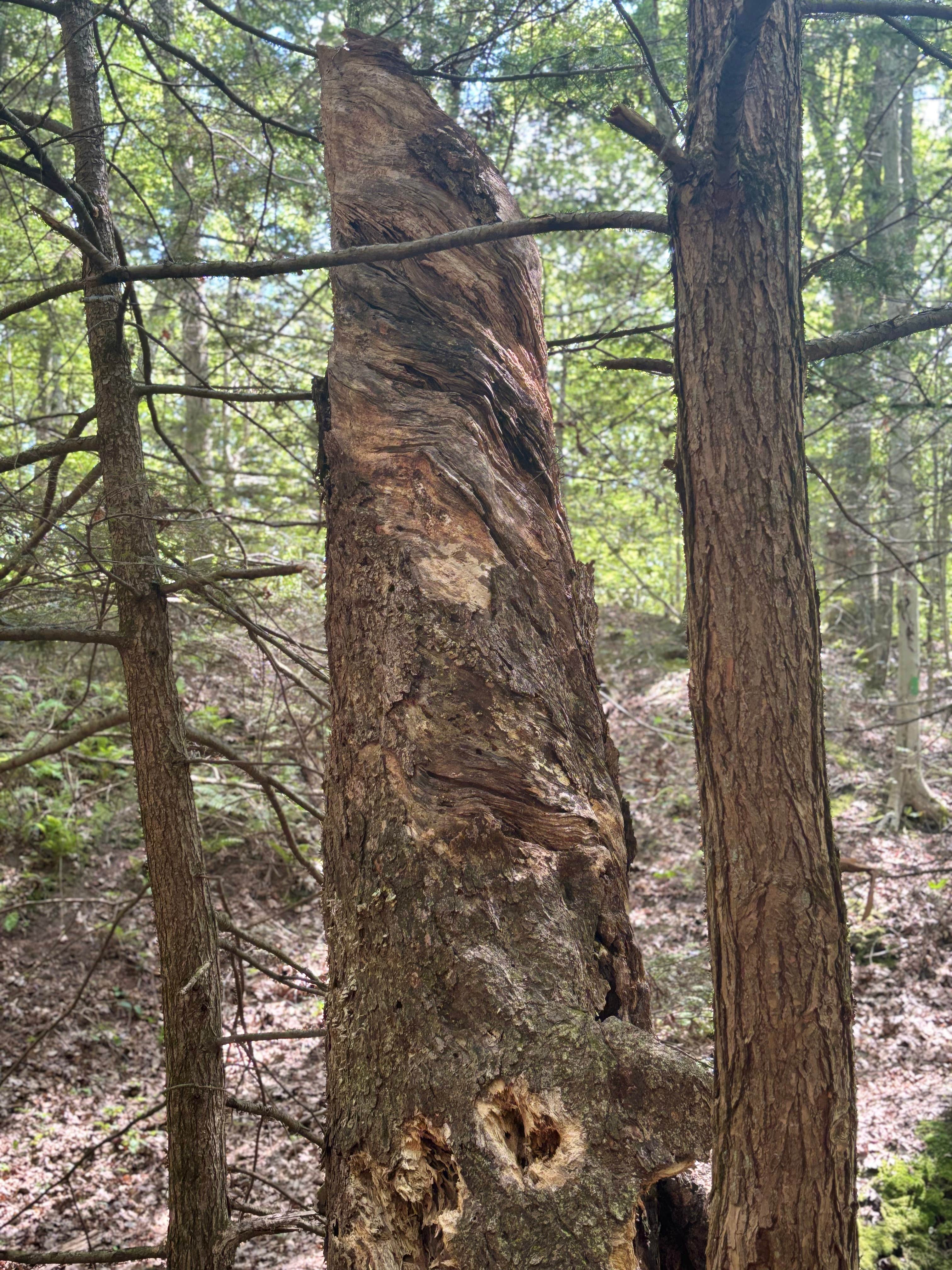 Camper-submitted photo at River Highlands State Park River Campground near Farmington, CT