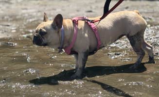 Alicia B.'s photo of camping with pets at River Highlands State Park River Campground near Willimantic, CT