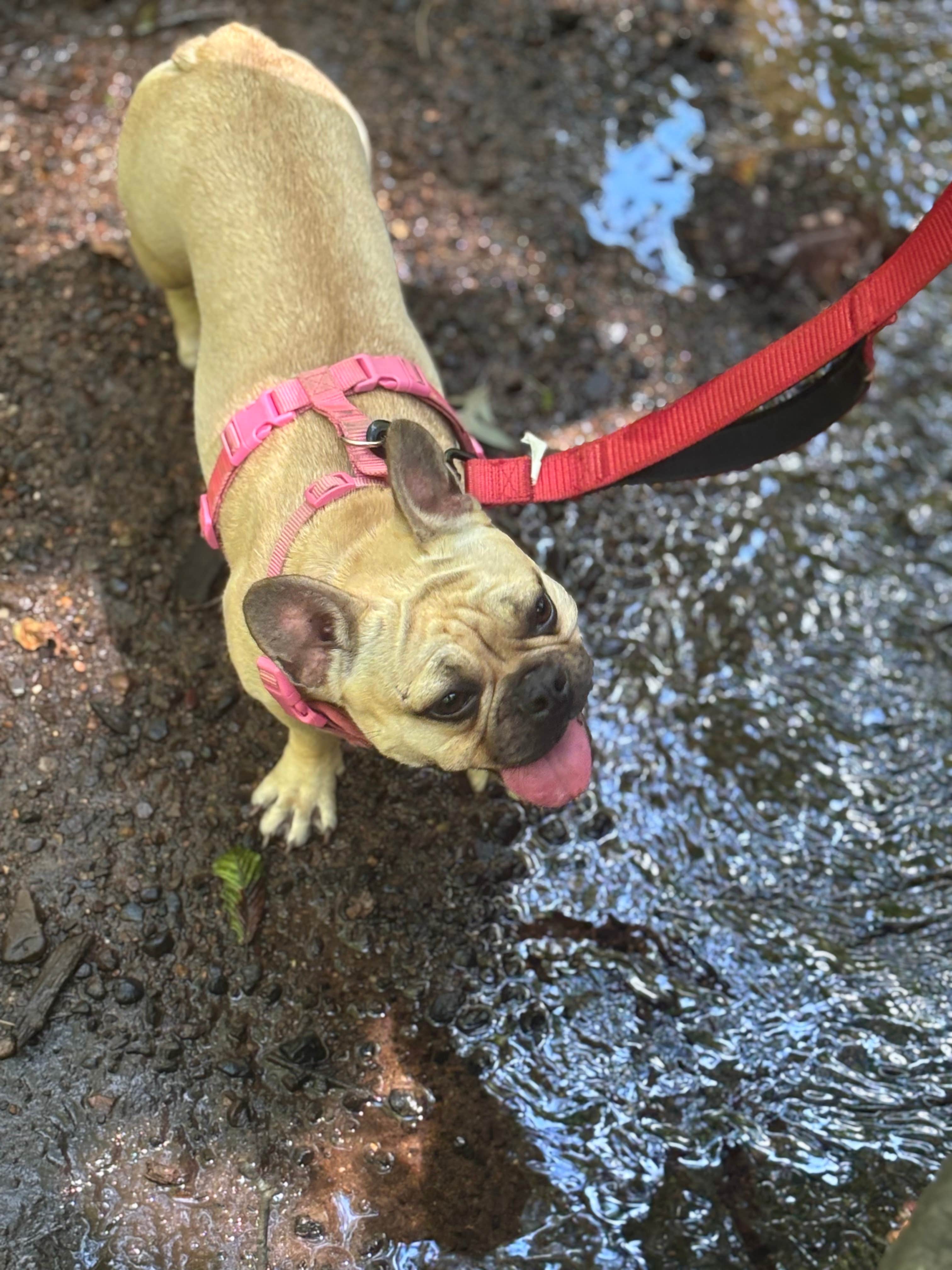Alicia B.'s photo of camping with pets at River Highlands State Park River Campground near Beacon Falls, CT