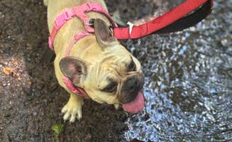 Alicia B.'s photo of camping with pets at River Highlands State Park River Campground near Hop Brook Lake