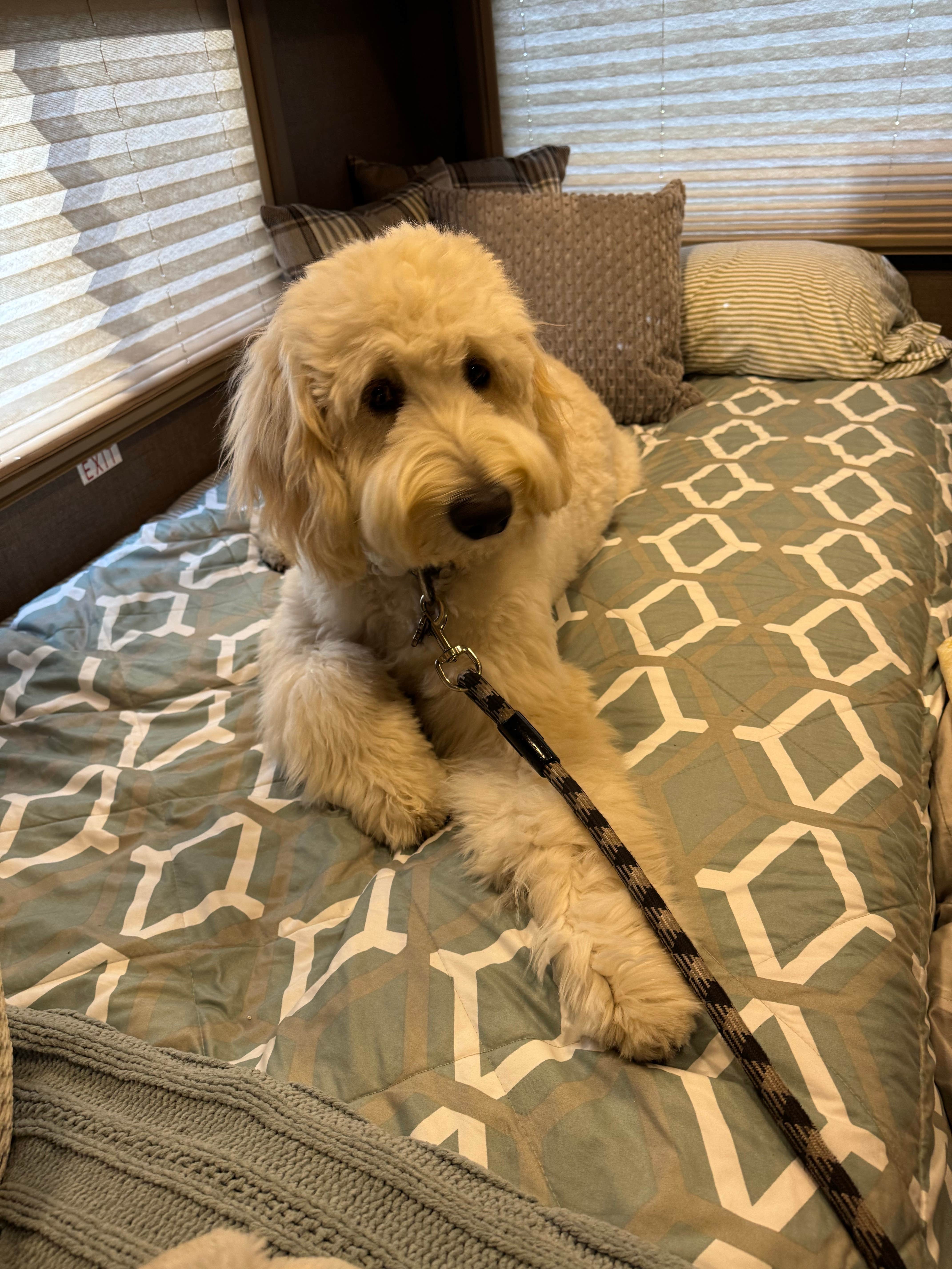 Mia F.'s photo of camping with pets at River Landing RV Park near Apalachicola National Forest