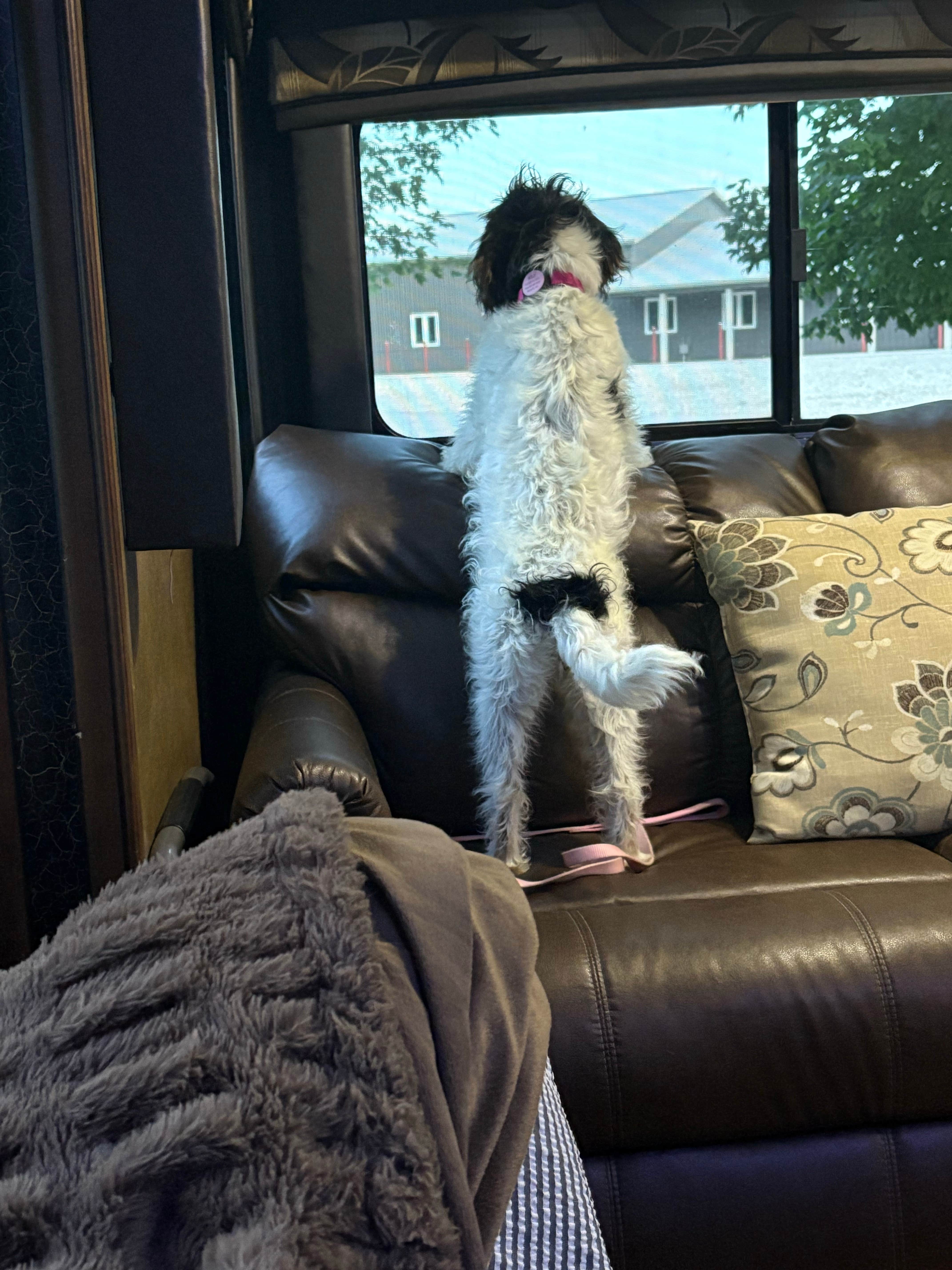 Jim C.'s photo of camping with pets at River Oaks RV Park near Ackworth, IA