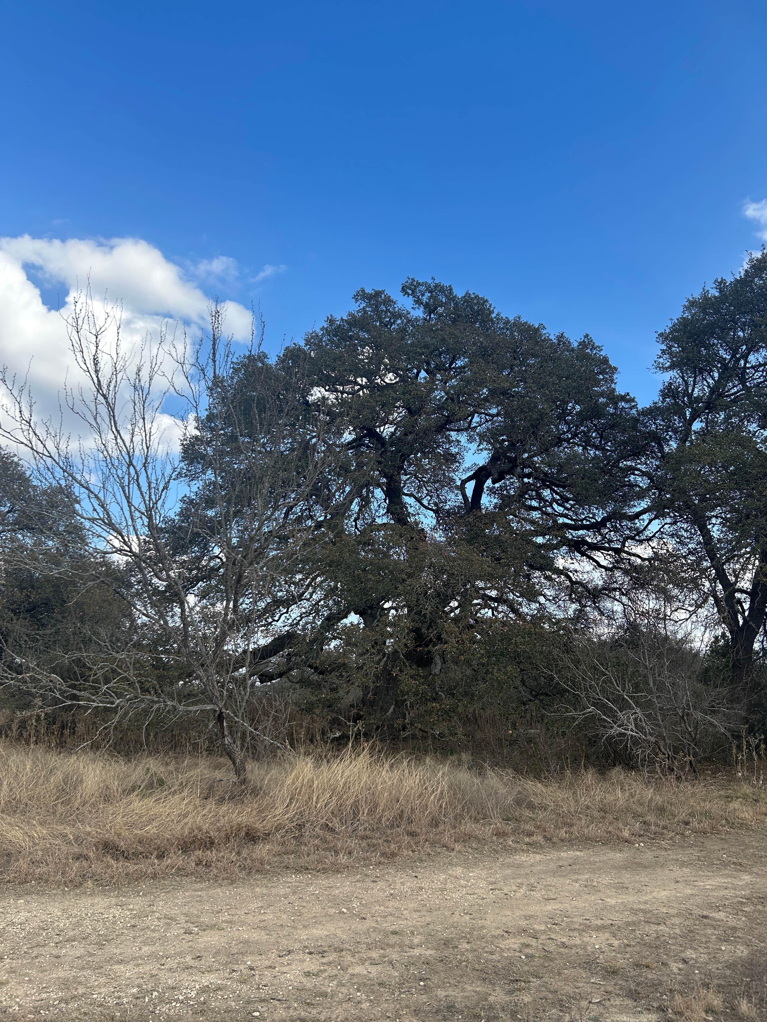 Camper-submitted photo at River Ranch County Park near Leander, TX
