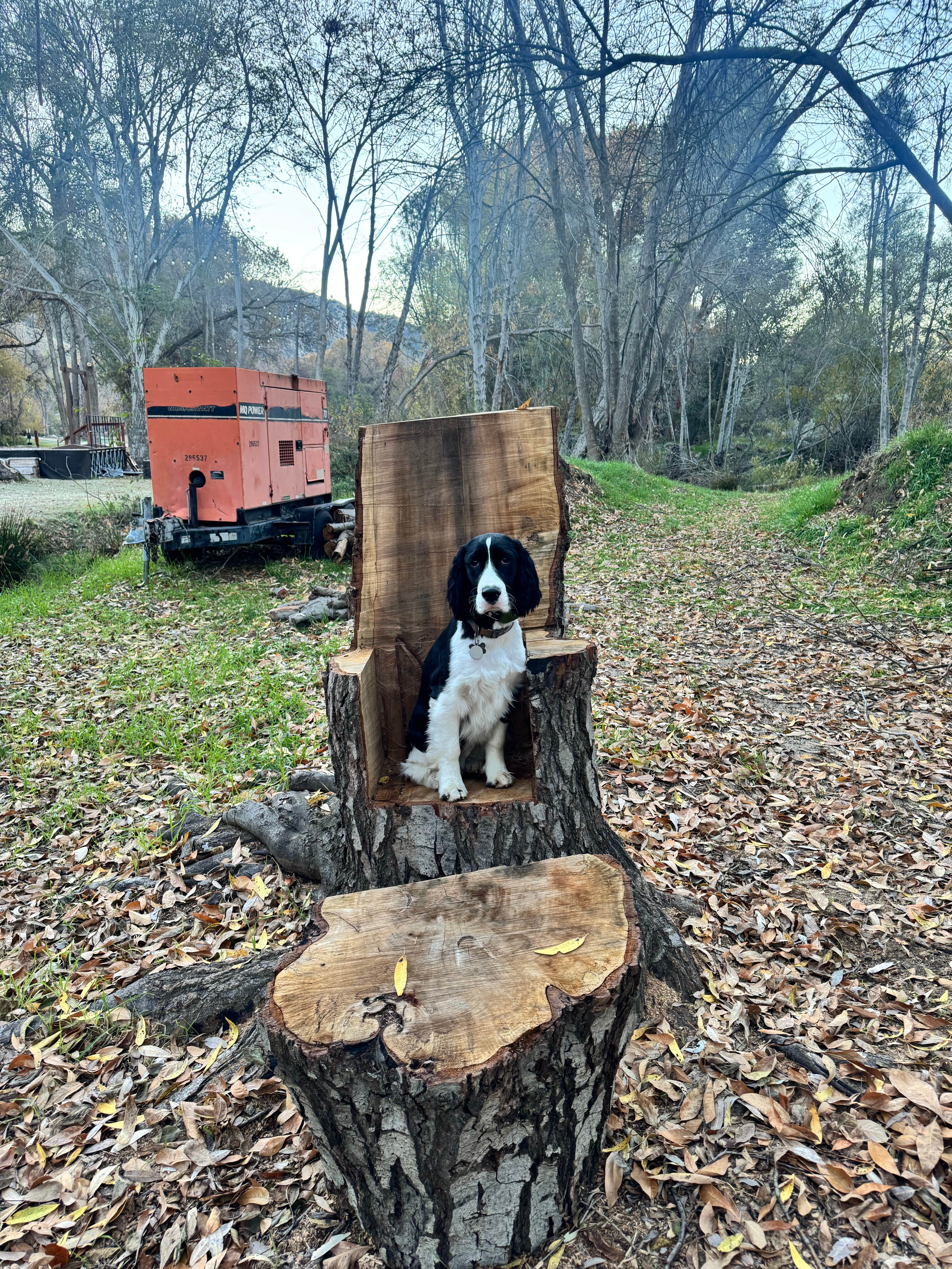 W. S.'s photo of camping with pets at Rivernook Campground near Posey, CA
