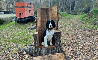 W. S.'s photo of camping with pets at Rivernook Campground near Posey, CA