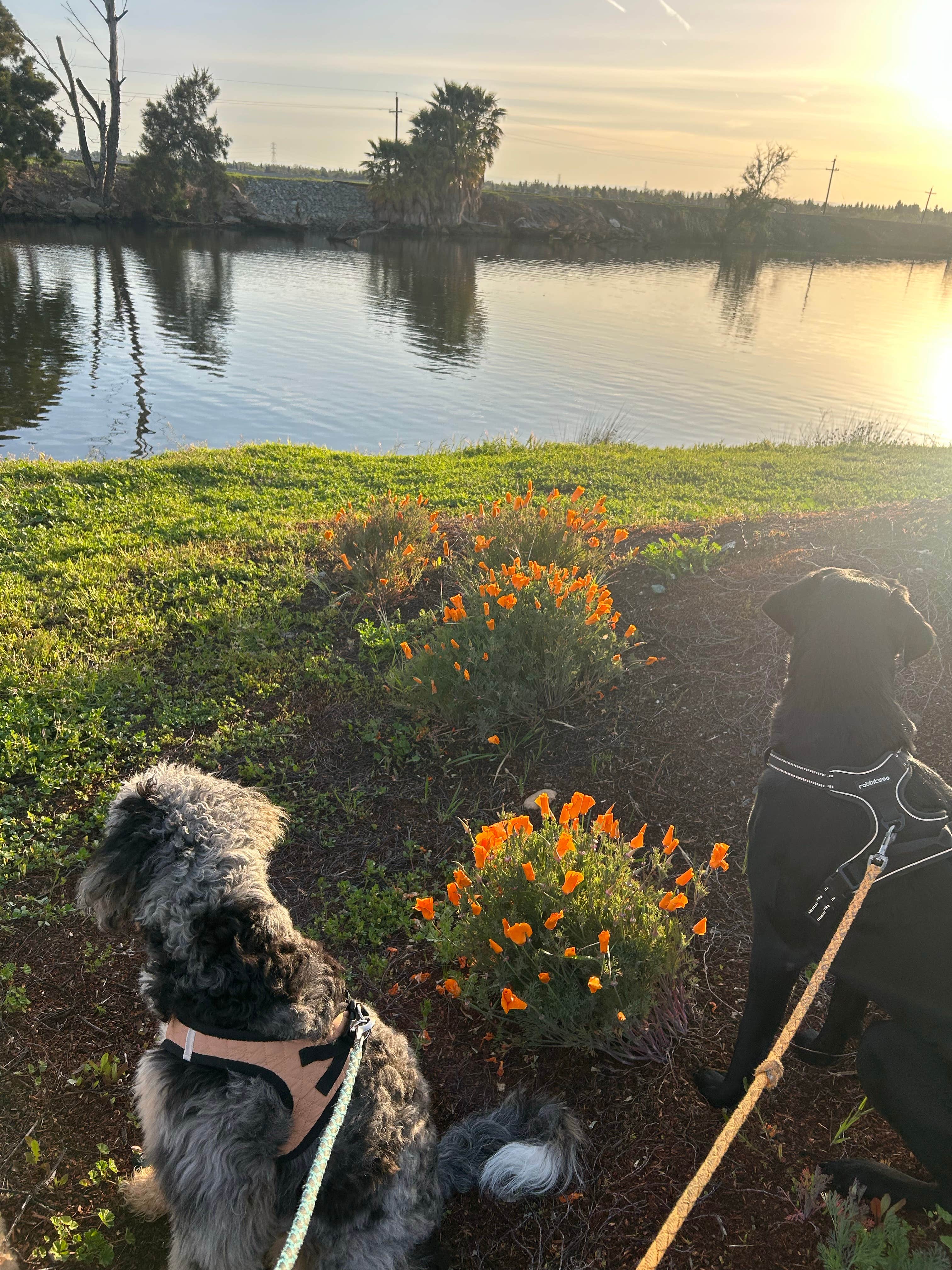 Miranda C.'s photo of camping with pets at Riverpoint Landing Marina Resort near Stockton, CA