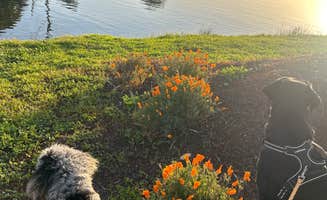 Miranda C.'s photo of camping with pets at Riverpoint Landing Marina Resort near Modesto, CA
