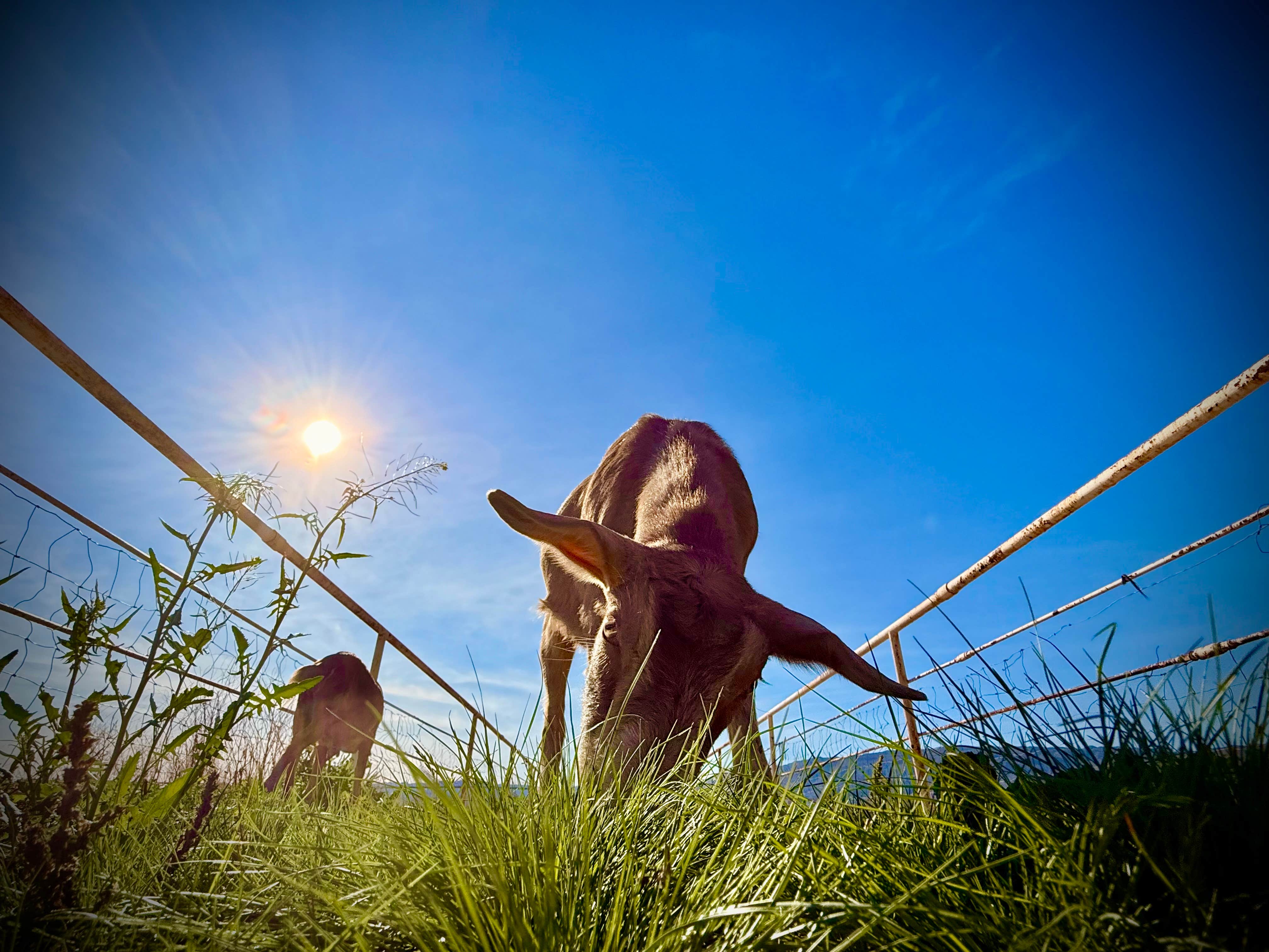 Chad F.'s photo of camping with pets at Riviera Farms near Ocotillo Wells, CA
