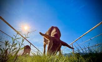 Chad F.'s photo of camping with pets at Riviera Farms near Borrego Springs, CA