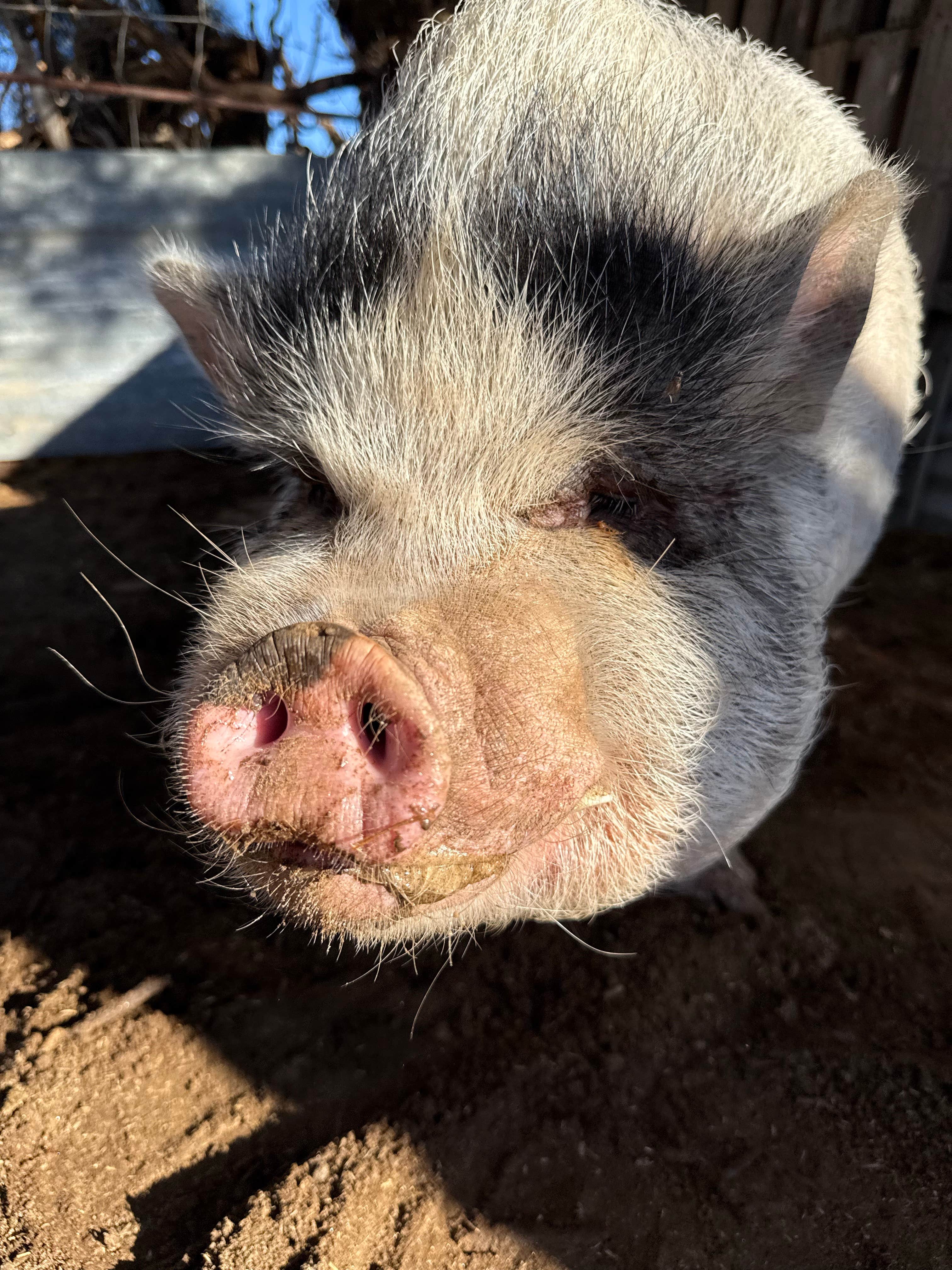 Camper submitted image from Riviera Farms - 4