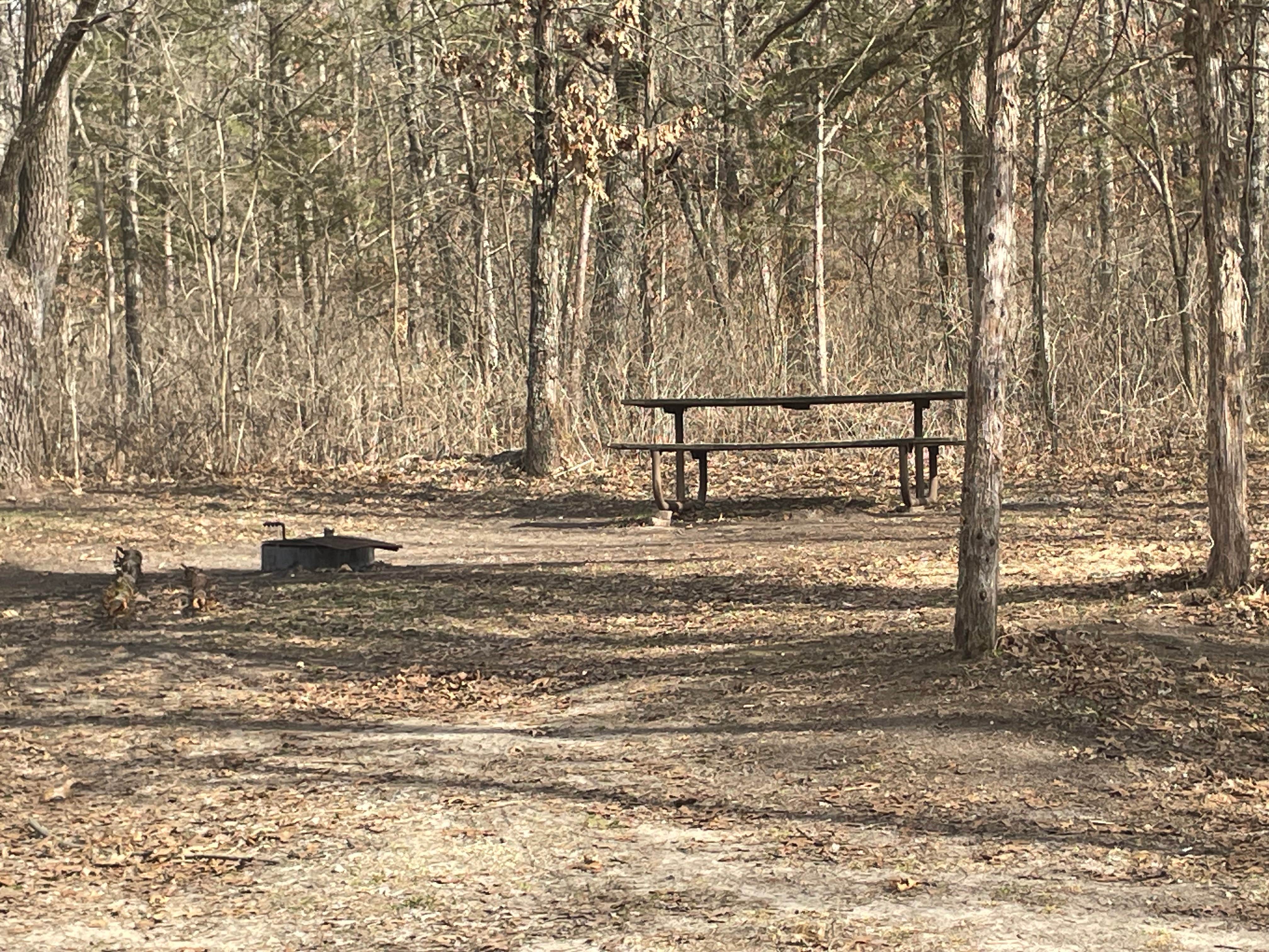 Camper-submitted photo at Money Creek & Vinegar Ridge — R.J.D. Memorial Hardwood State Forest near Houston, MN