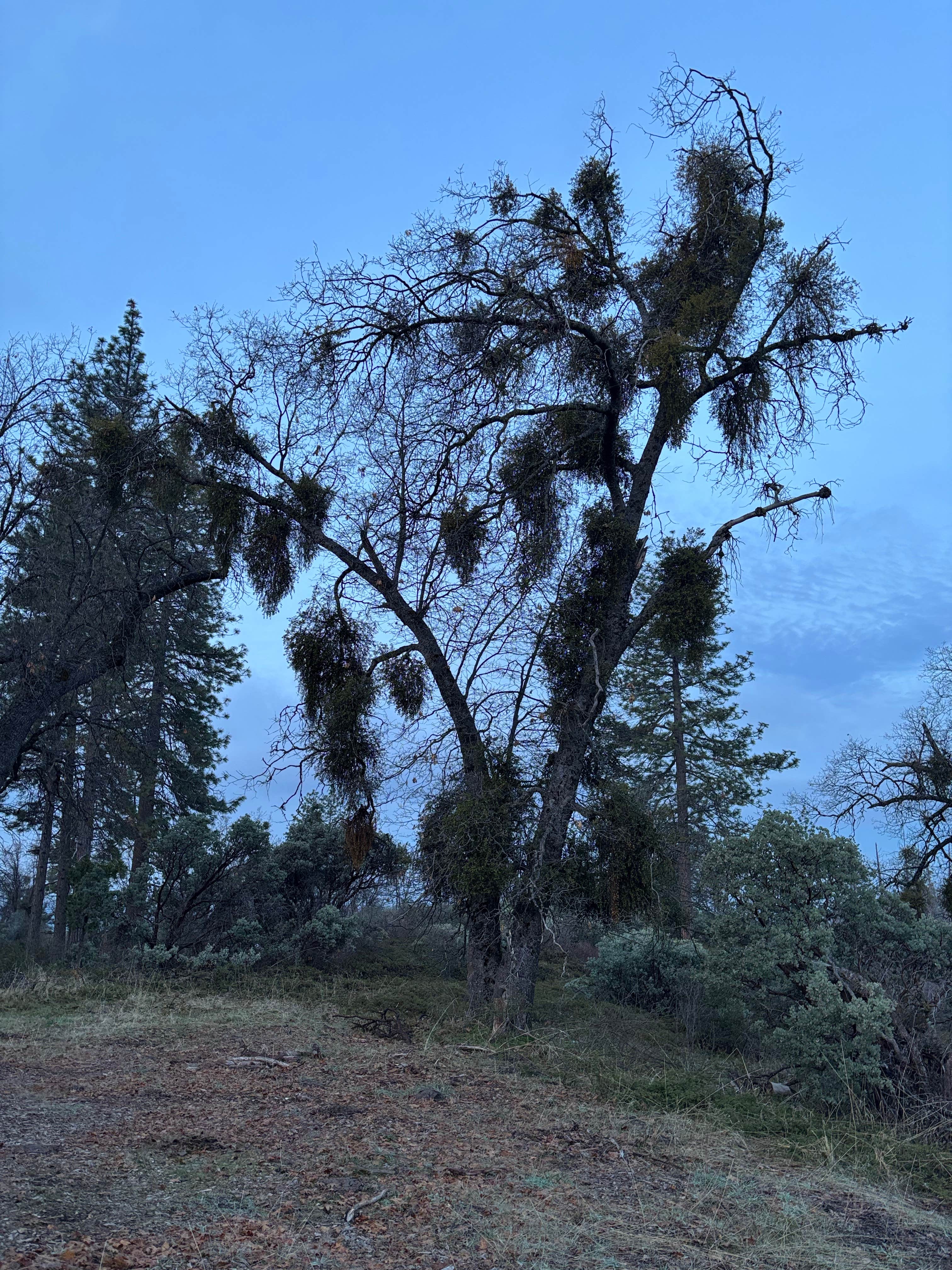 Camper-submitted photo at Road to Armenian Camp - Dispersed Spot near Sanger, CA
