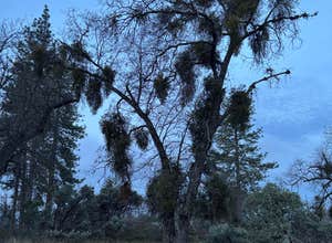 Road to Armenian Camp - Dispersed Spot