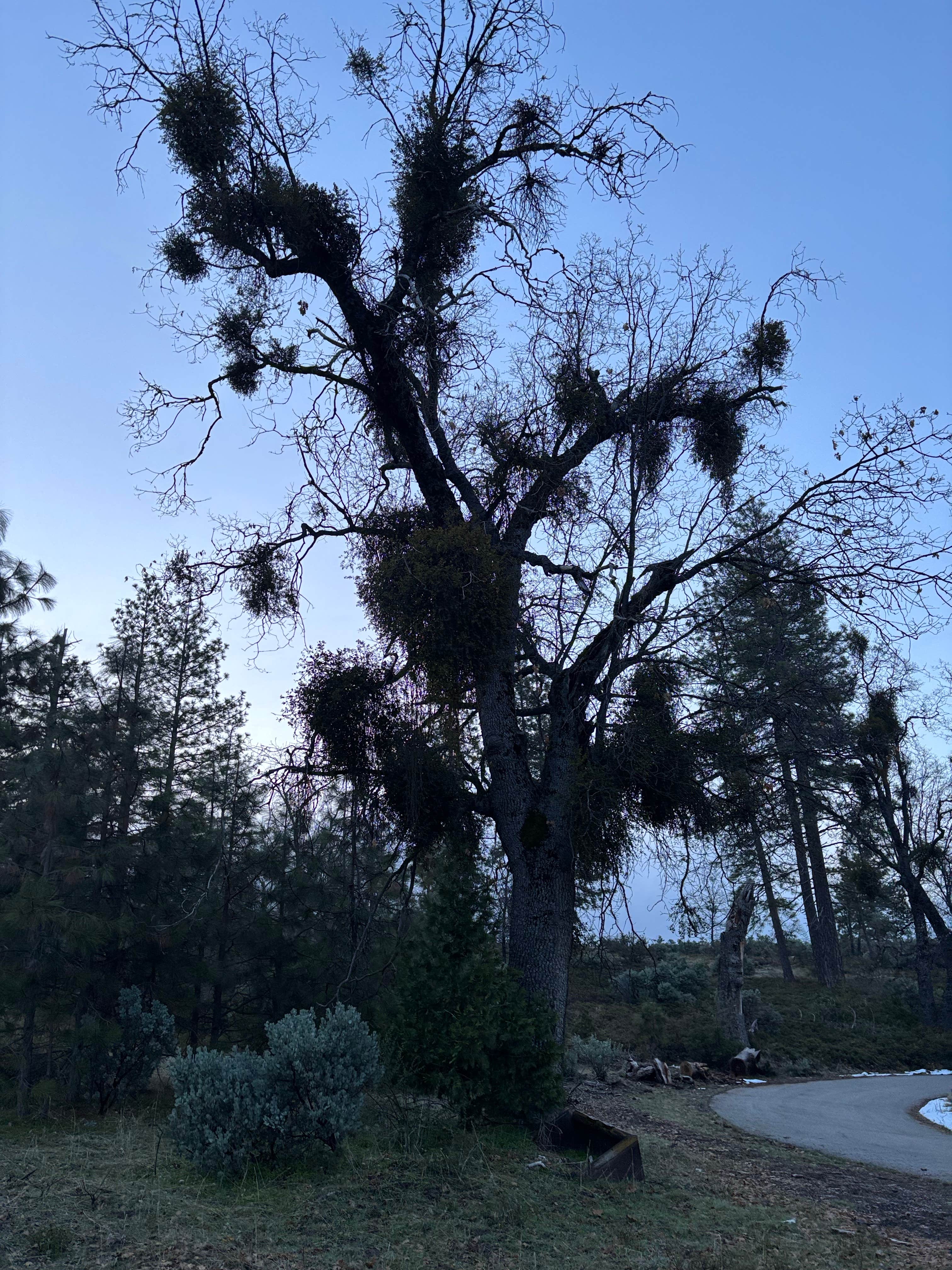 Camper-submitted photo at Road to Armenian Camp - Dispersed Spot near Sanger, CA