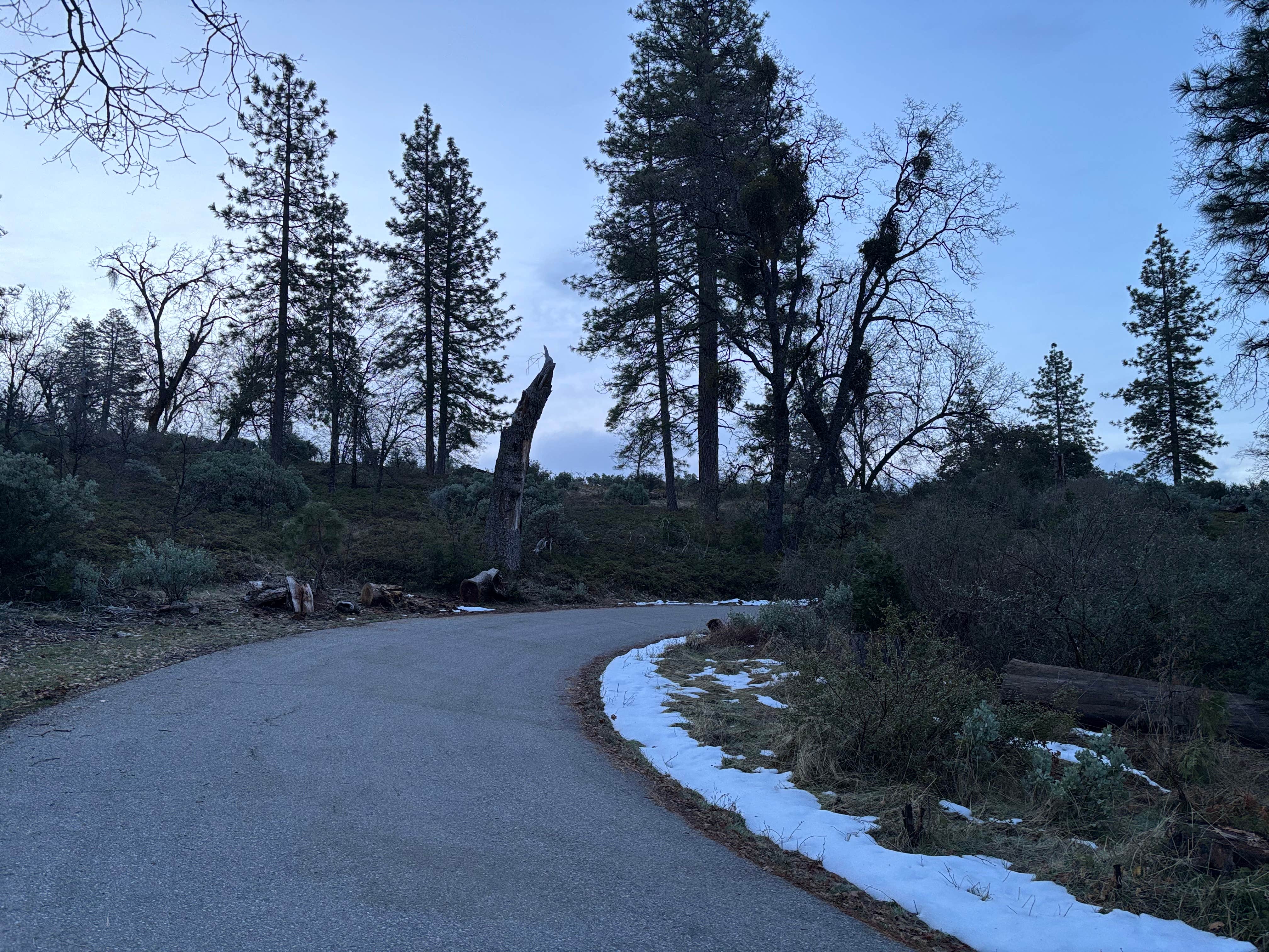 Tarryn T.'s photo of camping with pets at Road to Armenian Camp - Dispersed Spot near Hume, CA