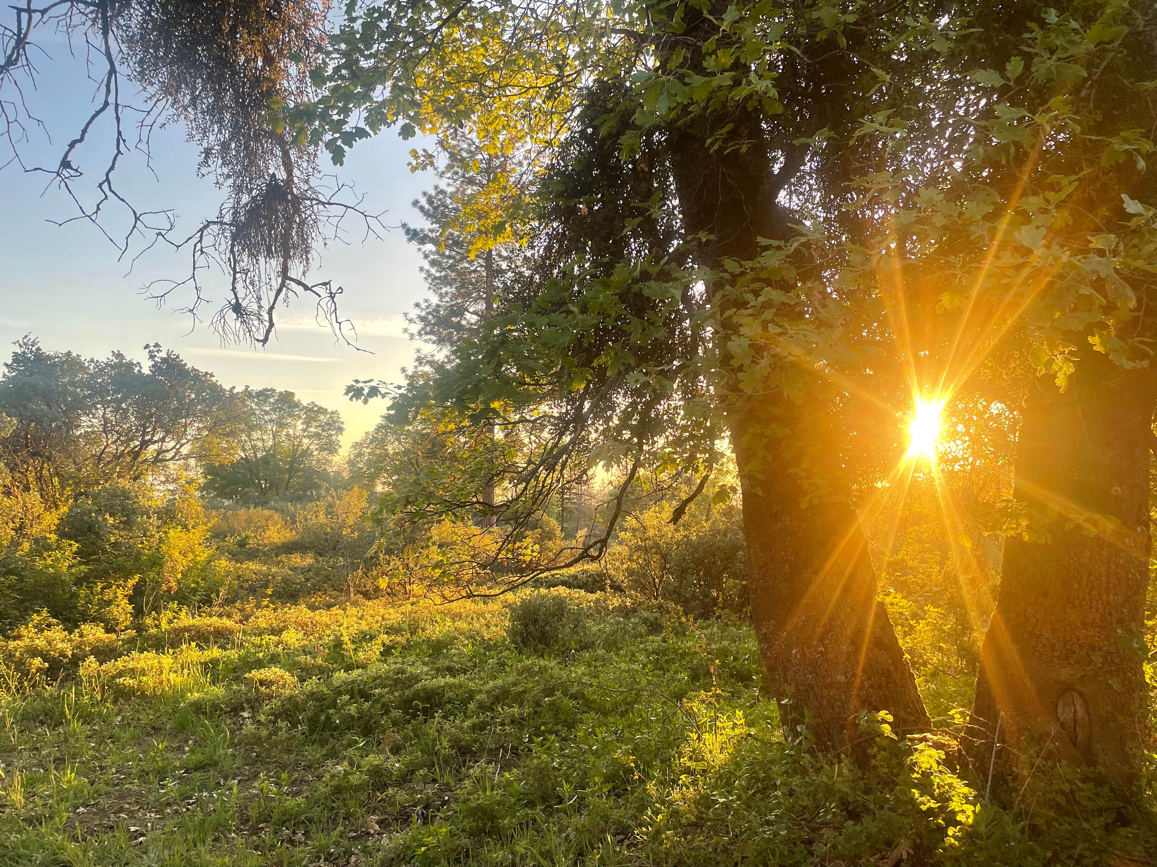 Bobby D.'s photo of a dispersed camping area at Road to Armenian Camp - Dispersed Spot near Sierra National Forest