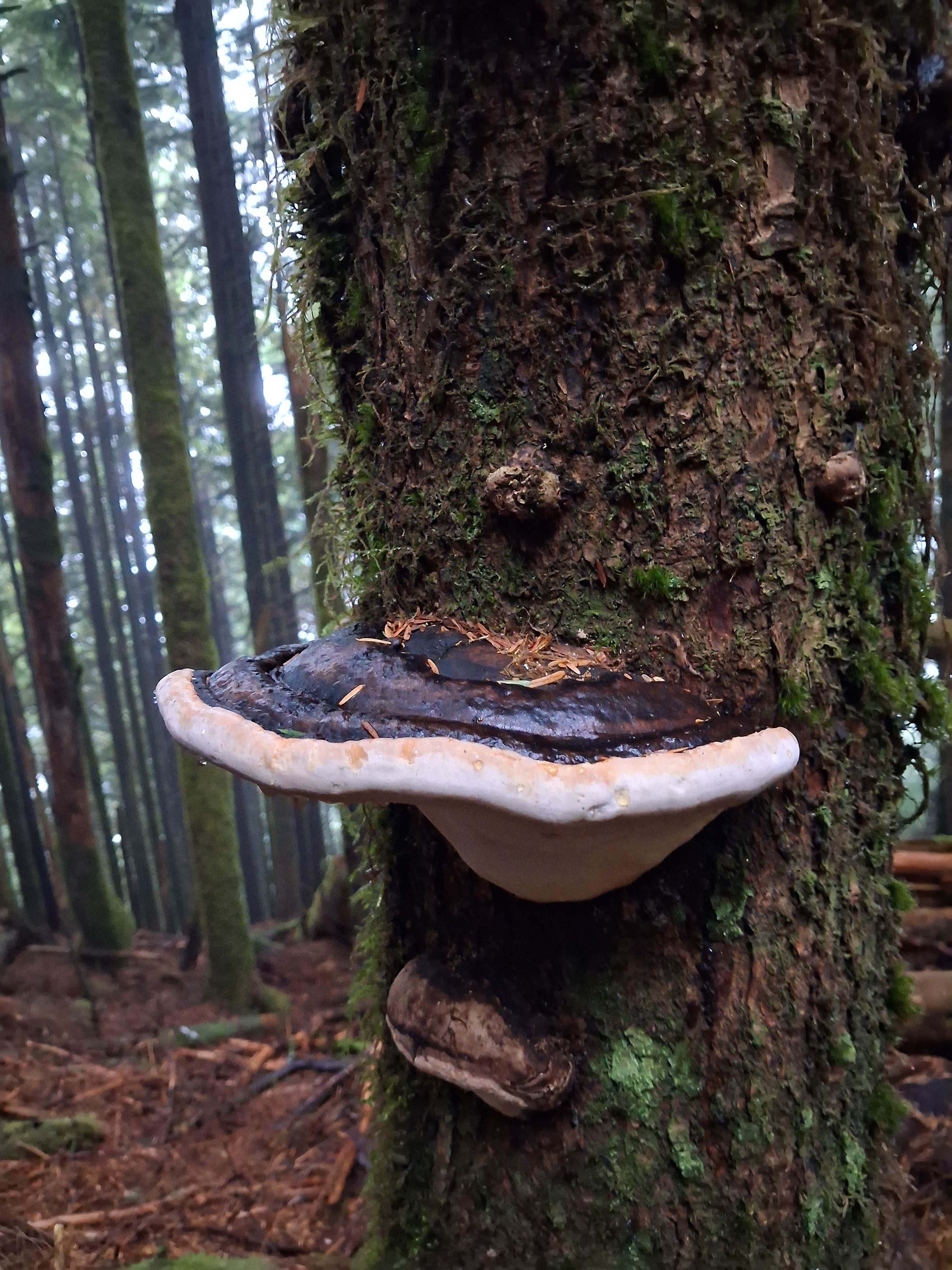 Camper-submitted photo at Radar Ridge near Naselle, WA