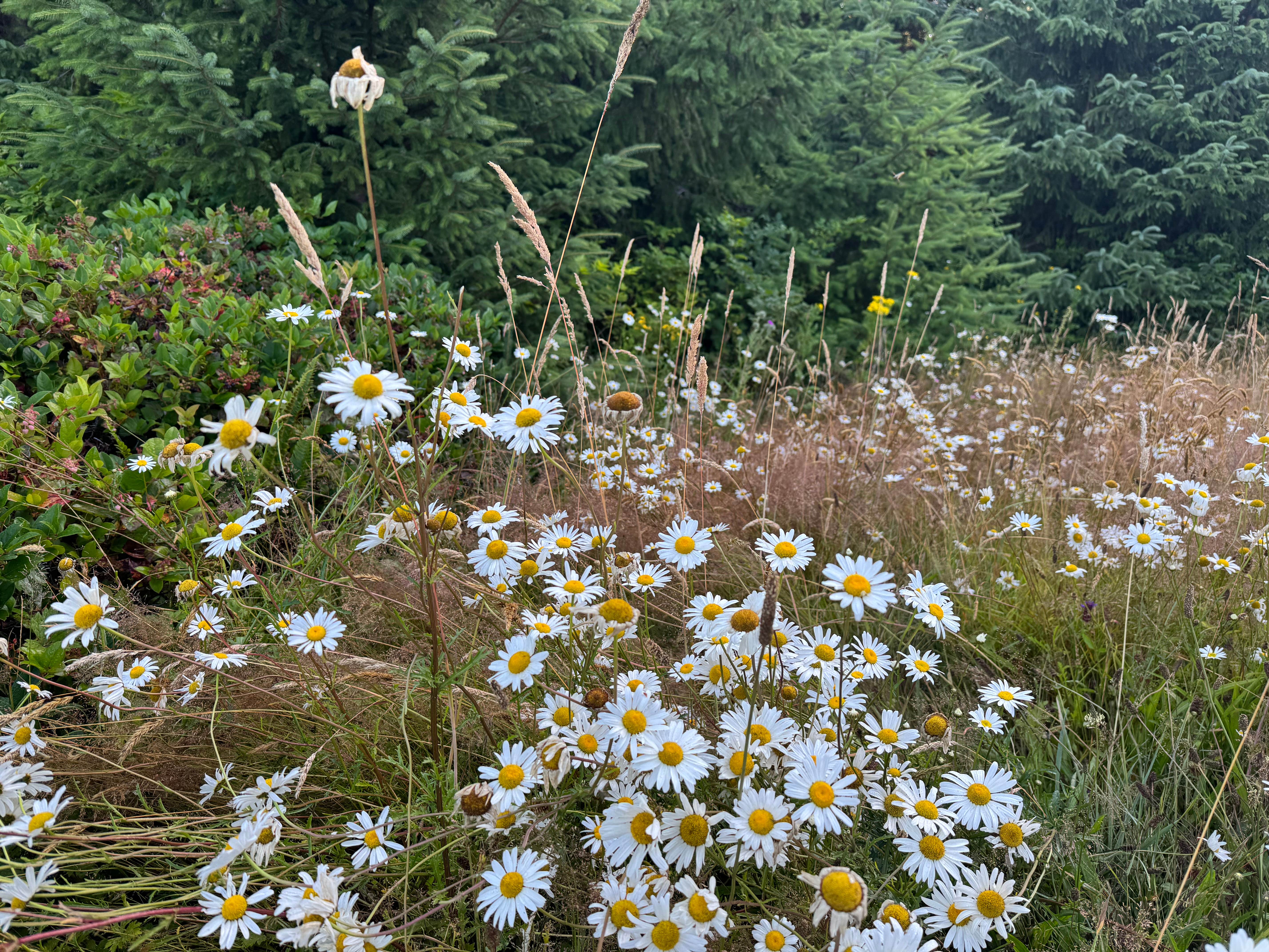 Camper-submitted photo at Road to Snag Lake - Dispersed near Westport, WA