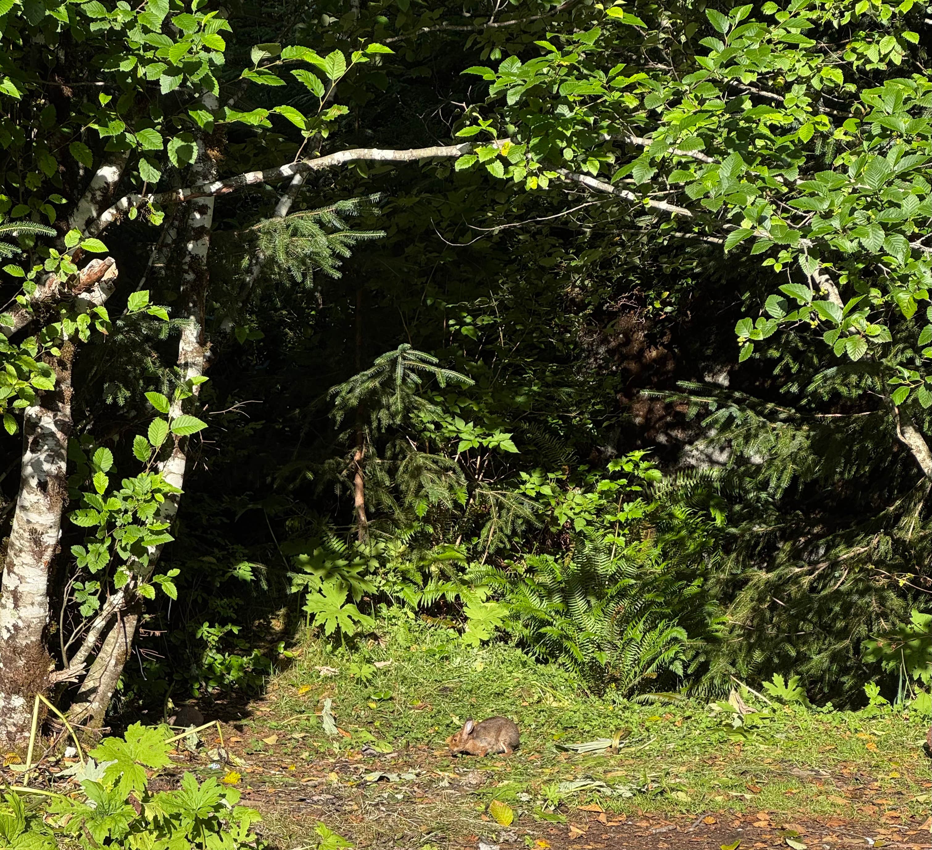 Camper-submitted photo at Road to Snag Lake - Dispersed near Astoria, OR