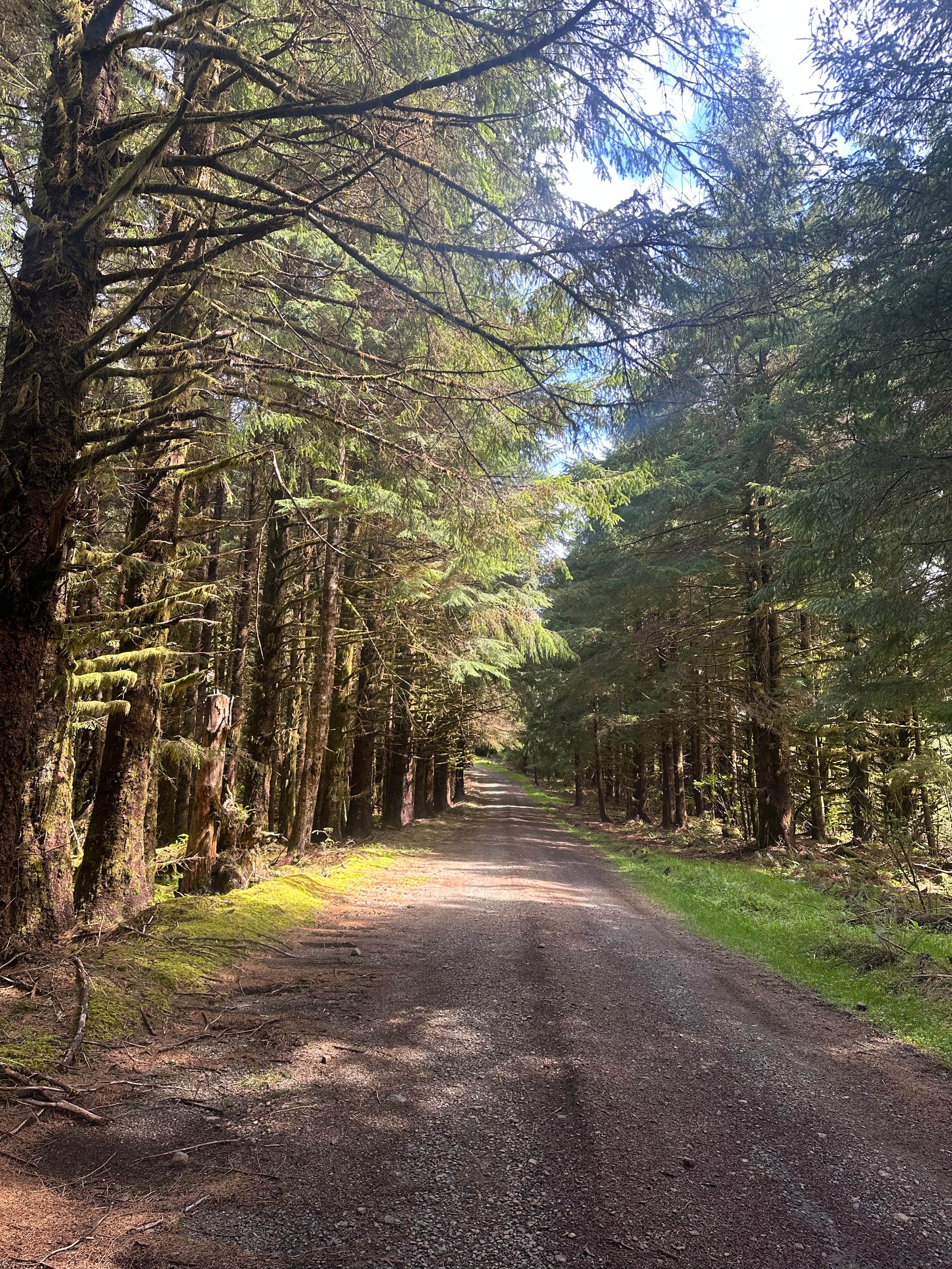 Camper submitted image from Road to Snag Lake - Dispersed - 2