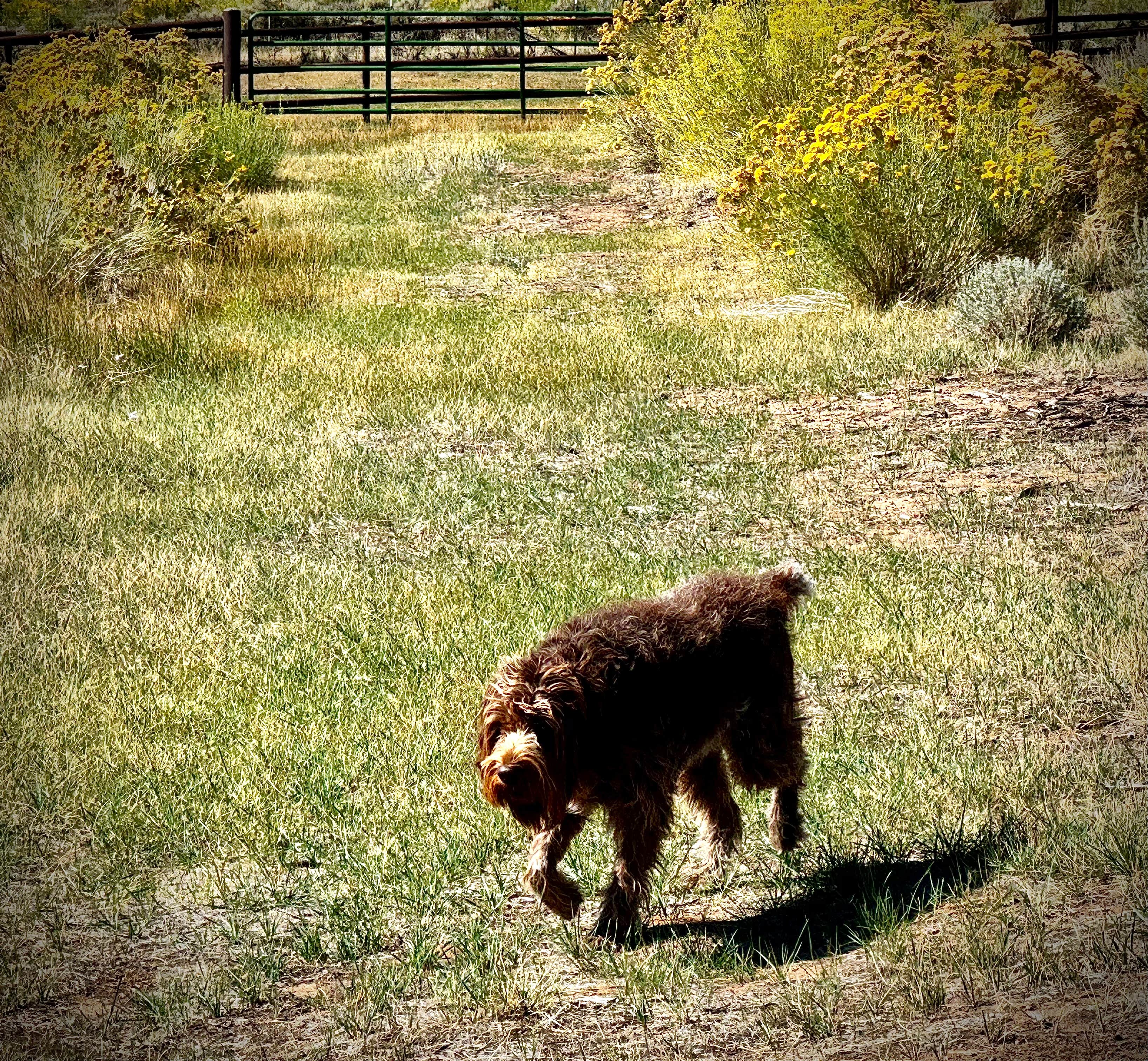 Polly A.'s photo of camping with pets at Road to the Sun Ranch near Capitol Reef National Park