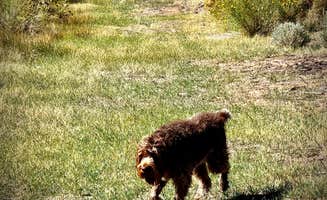 Polly A.'s photo of camping with pets at Road to the Sun Ranch near Fremont, UT