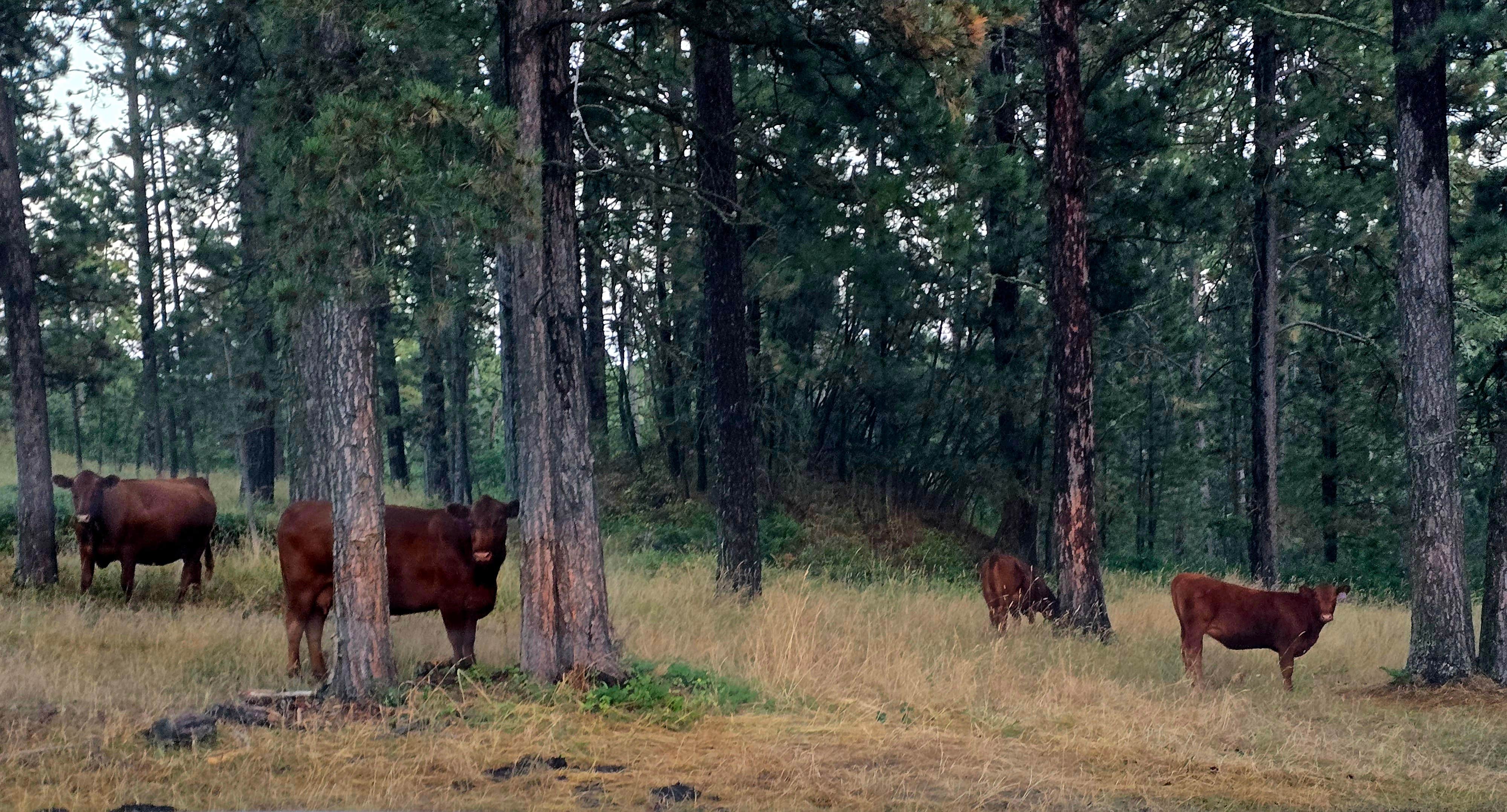 Camper submitted image from Roadside Rodeo Dispersed - 2