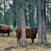 Review photo of Roadside Rodeo Dispersed by Brenda M., August 31, 2024