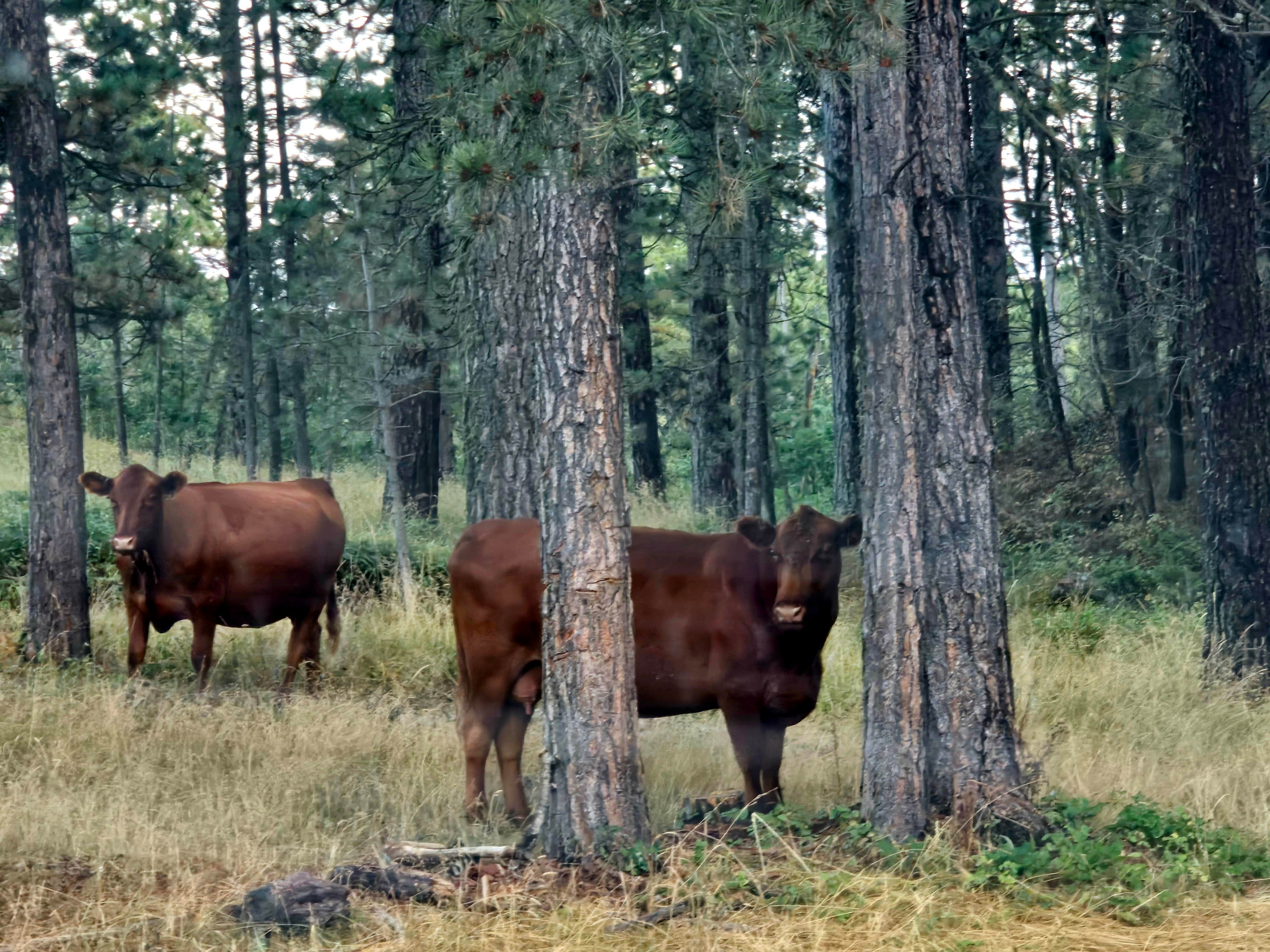 Camper submitted image from Roadside Rodeo Dispersed - 3