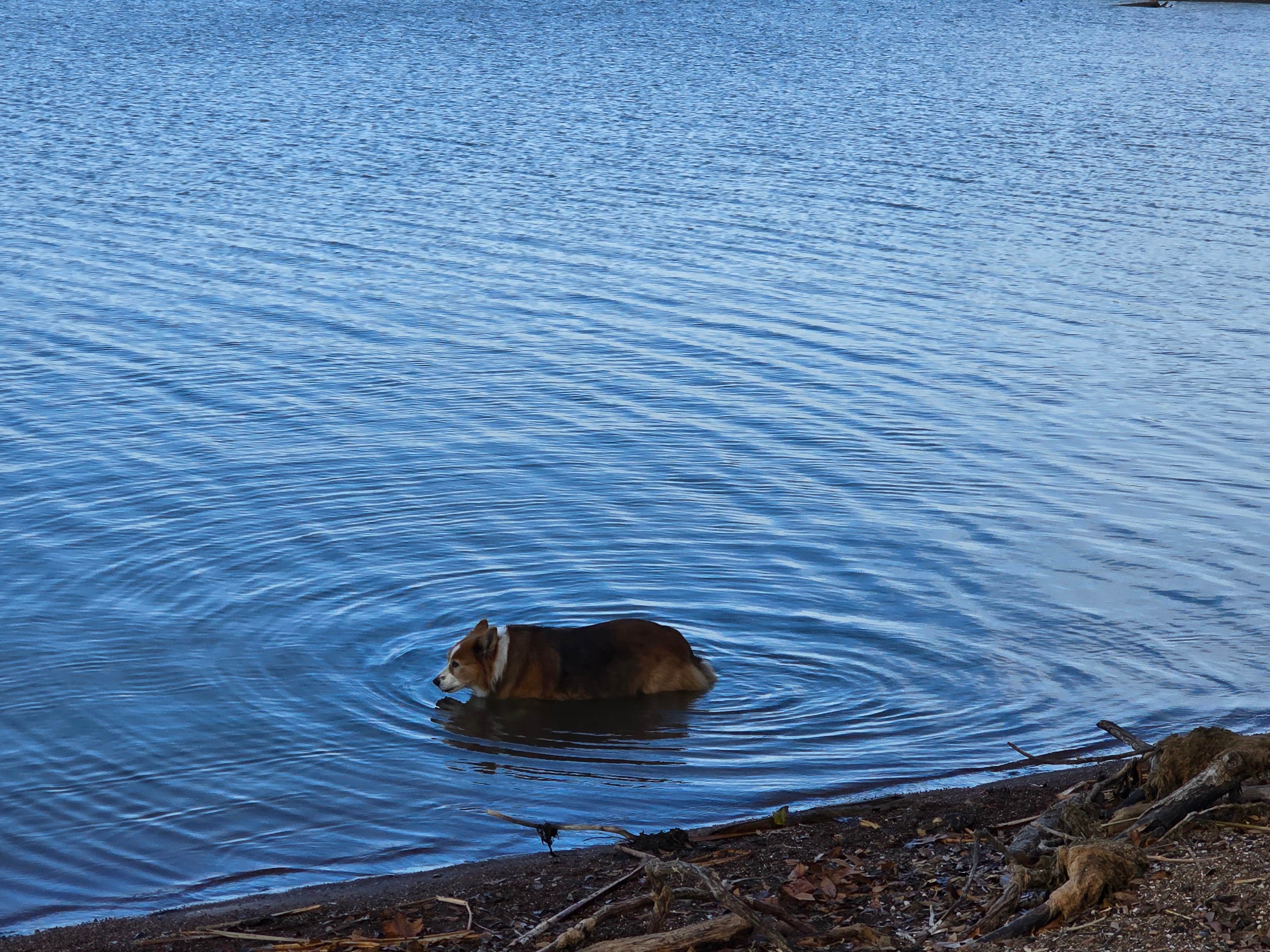 Teresa T.'s photo of camping with pets at Robbers Cave State Park — Robbers Cave State Resort Park near Eufaula Lake